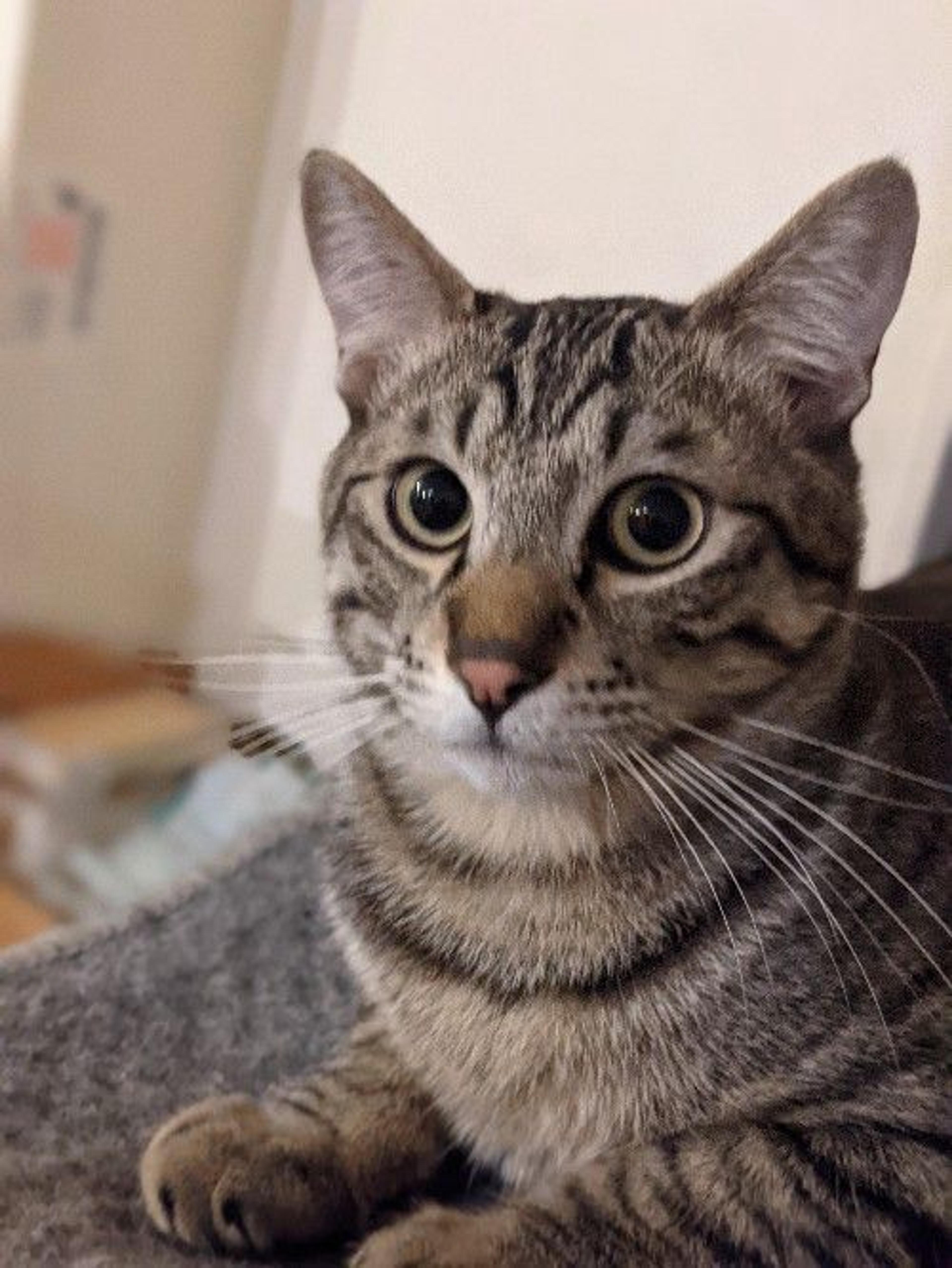 pet-image-2