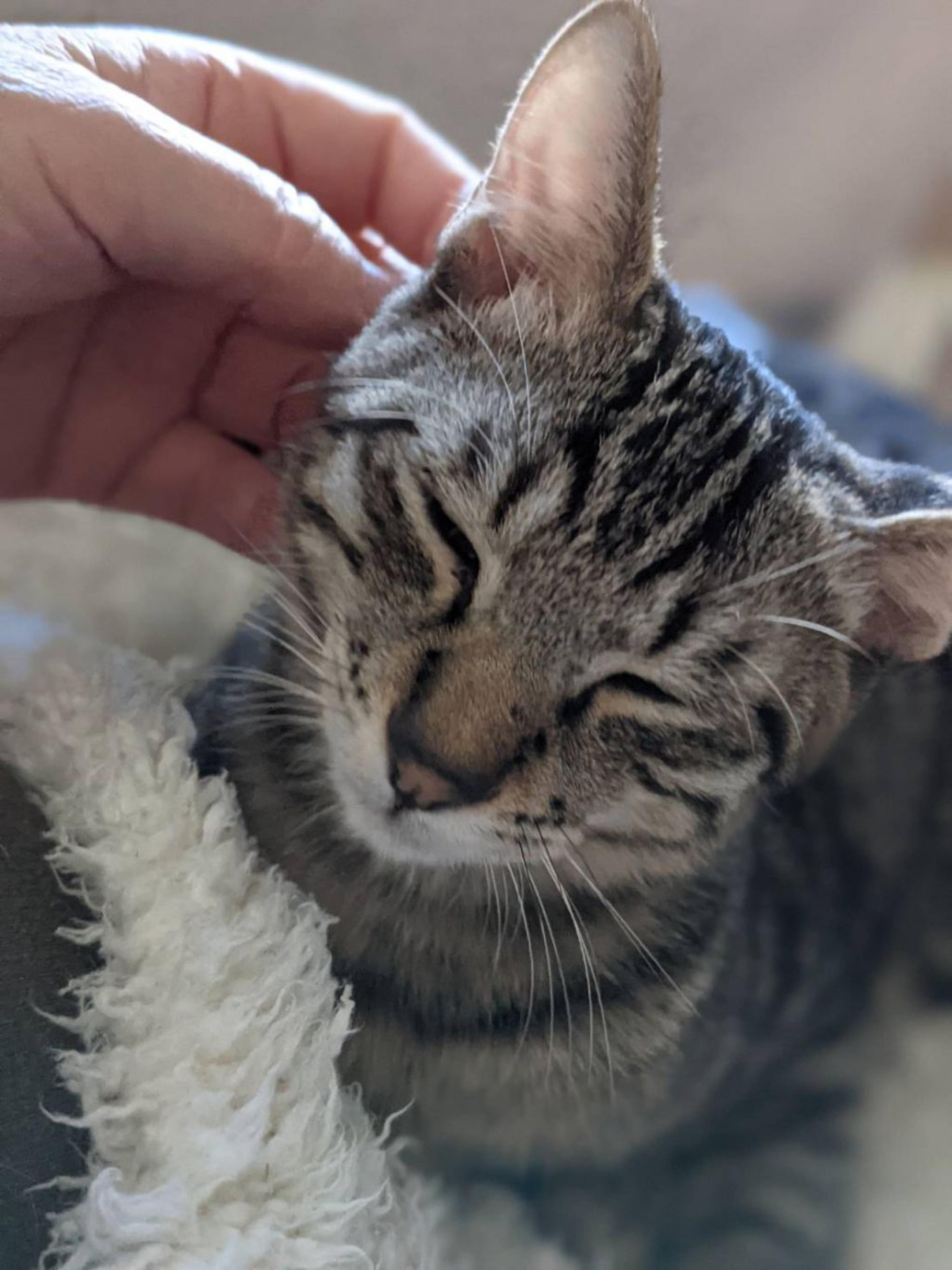pet-image-4