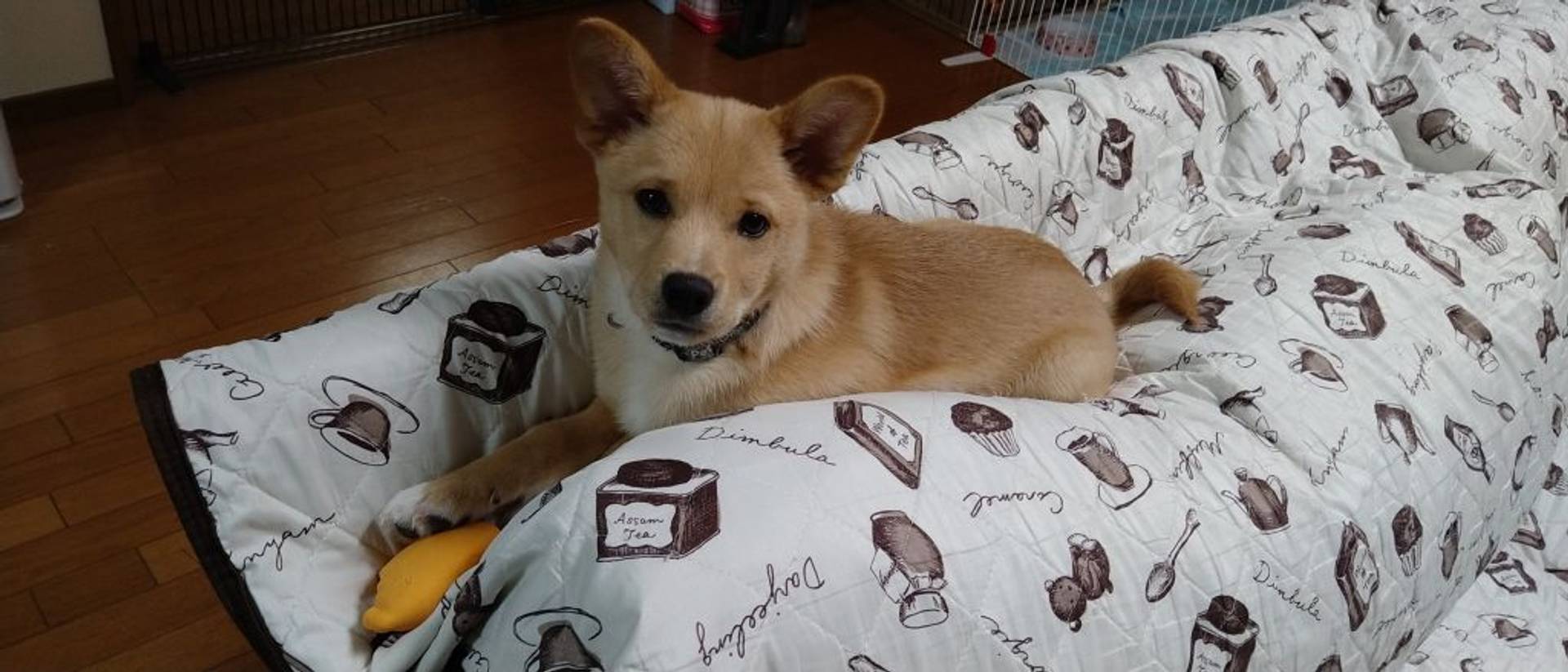 雑種（ミックス犬）・オスの里親募集の写真