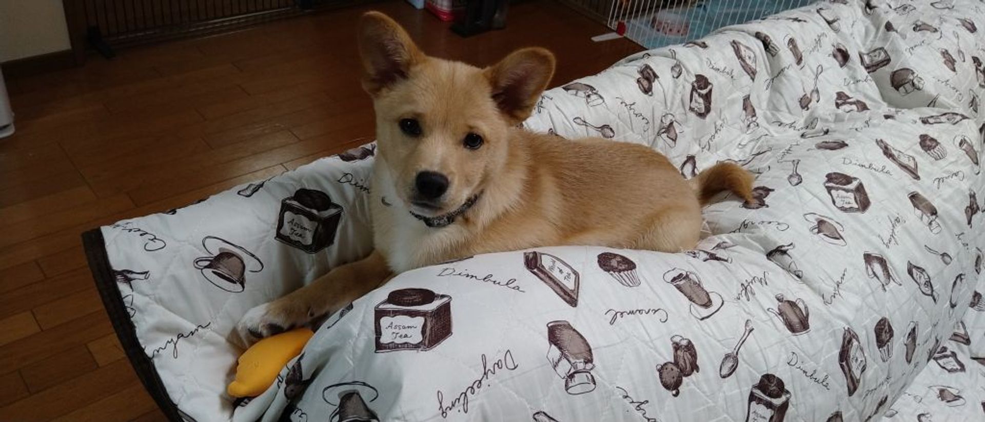 雑種（ミックス犬）・オスの里親募集の写真