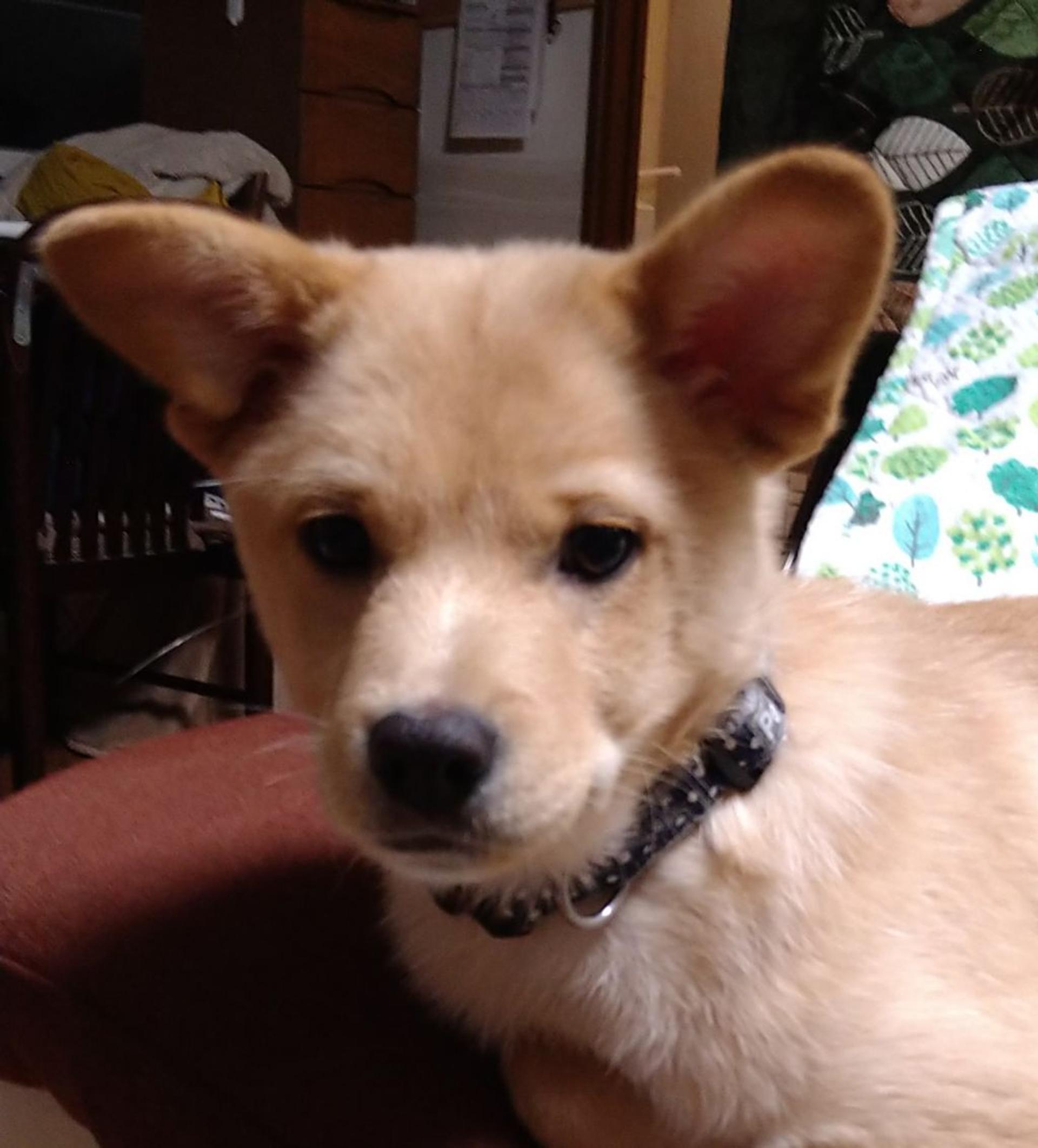 pet-image-3