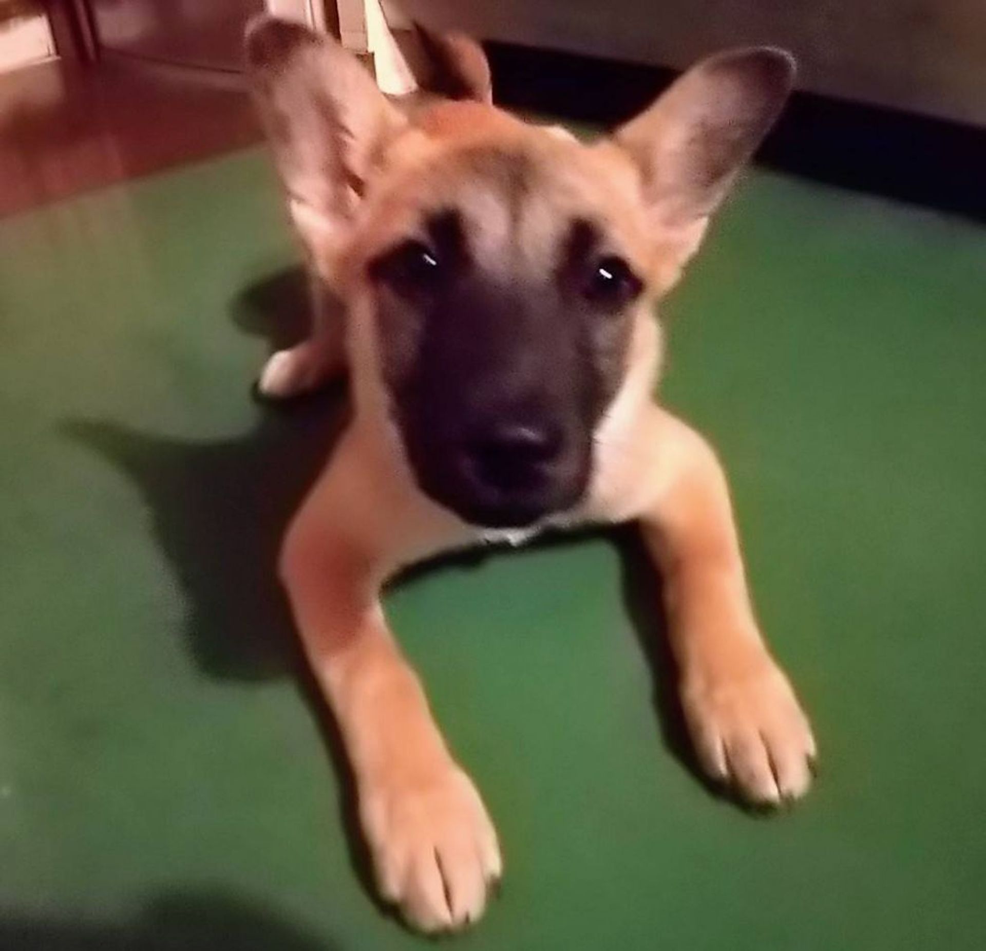 雑種（ミックス犬）・オスの里親募集の写真