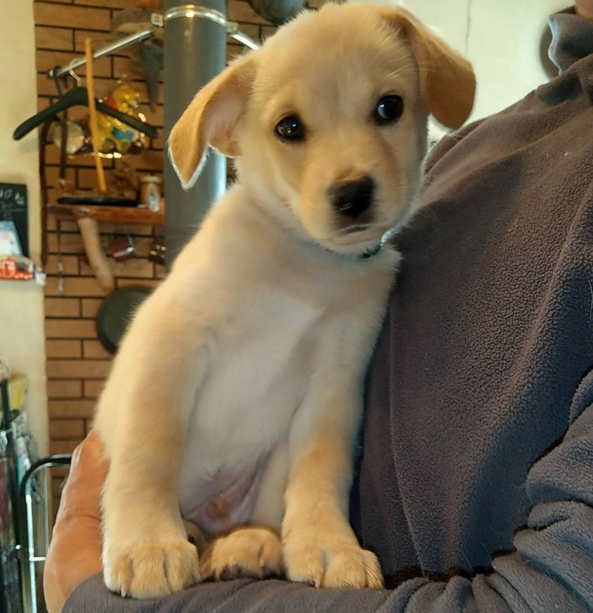 雑種（ミックス犬）・オスの里親募集の写真
