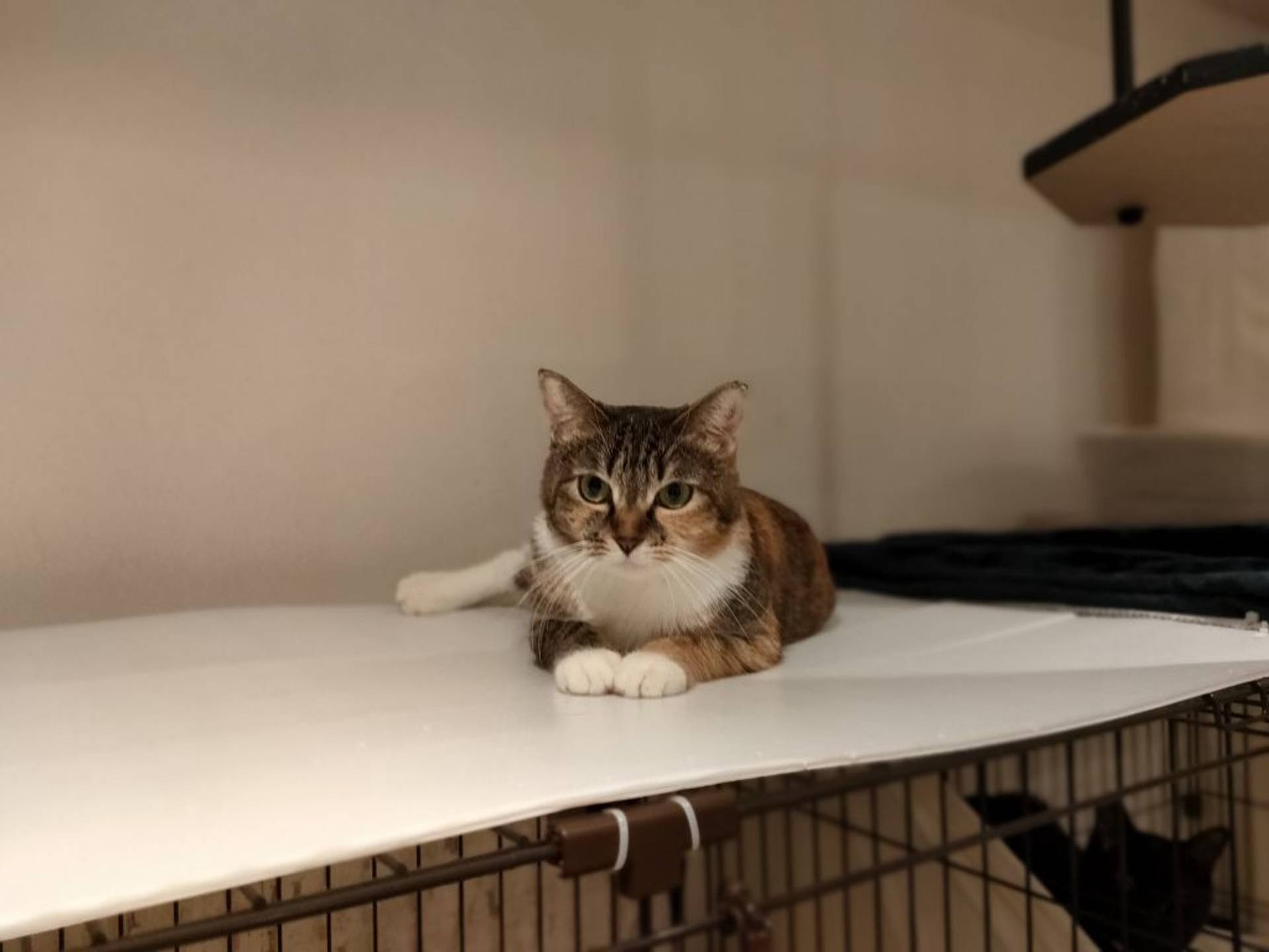 雑種（ミックス猫）・メスの里親募集の写真