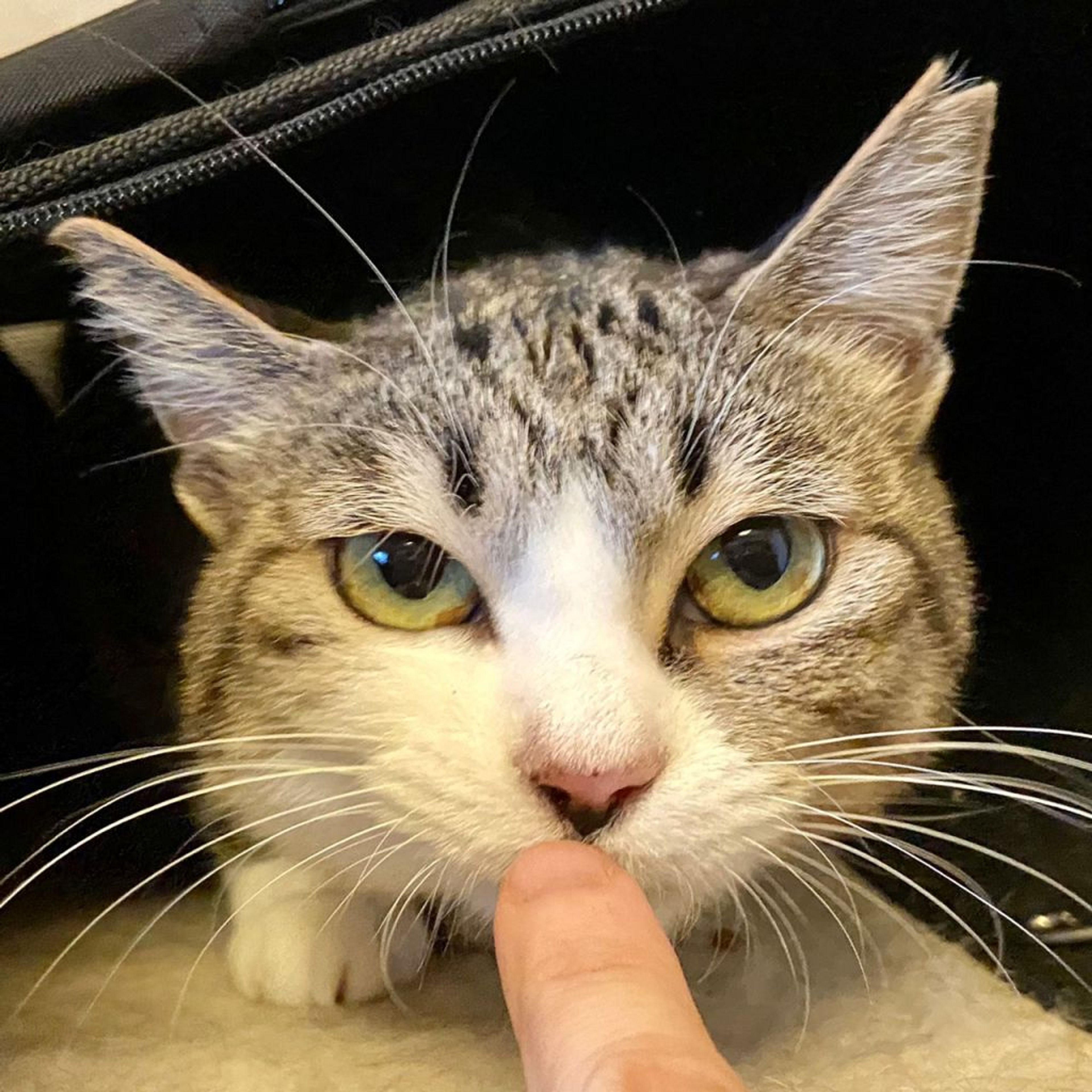pet-image-7