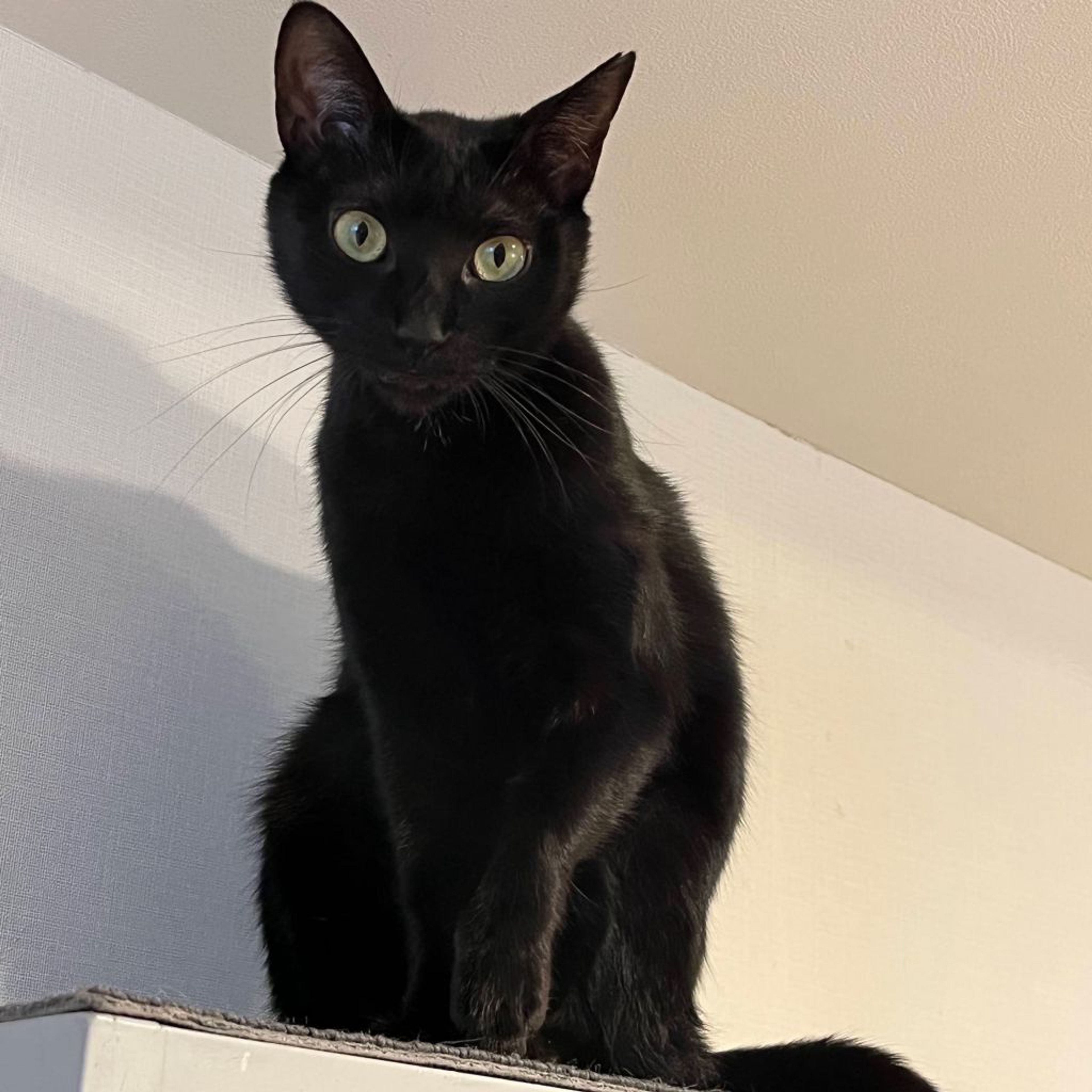 pet-image-3