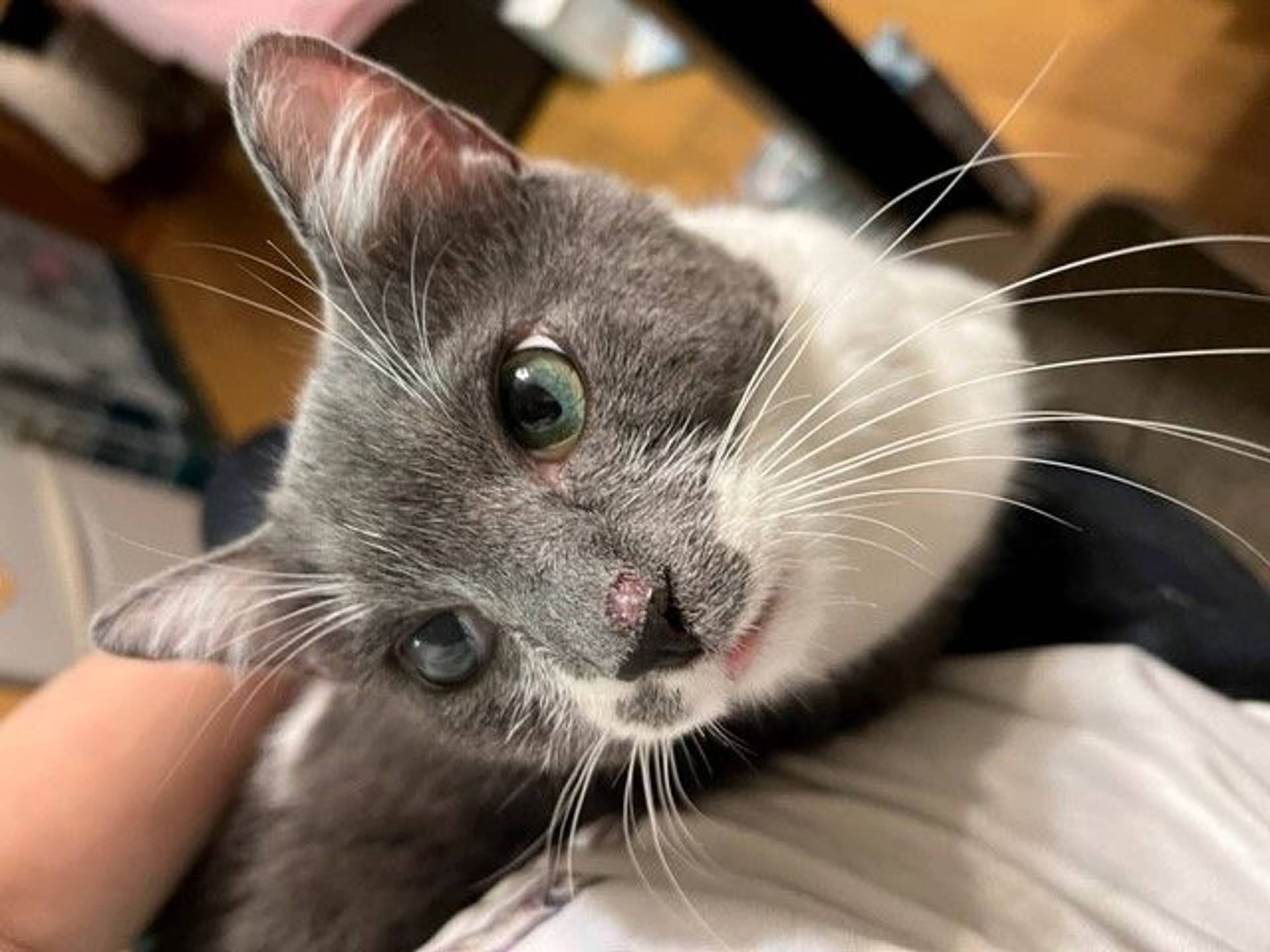 雑種（ミックス猫）・オスの里親募集の写真