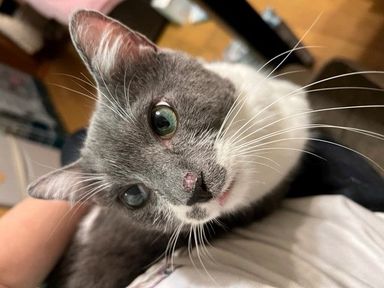 カレブの写真