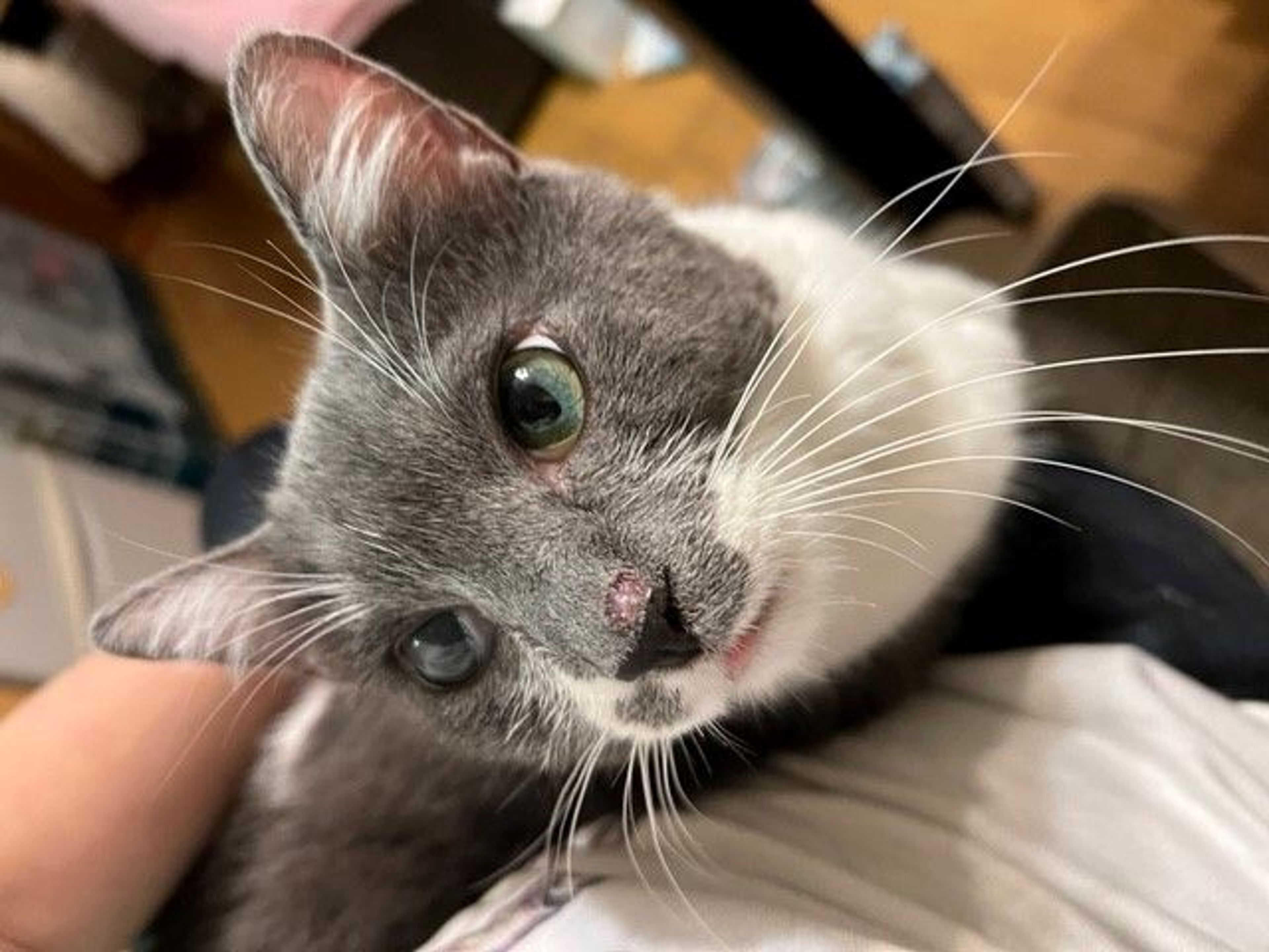 雑種（ミックス猫）・オスの里親募集の写真