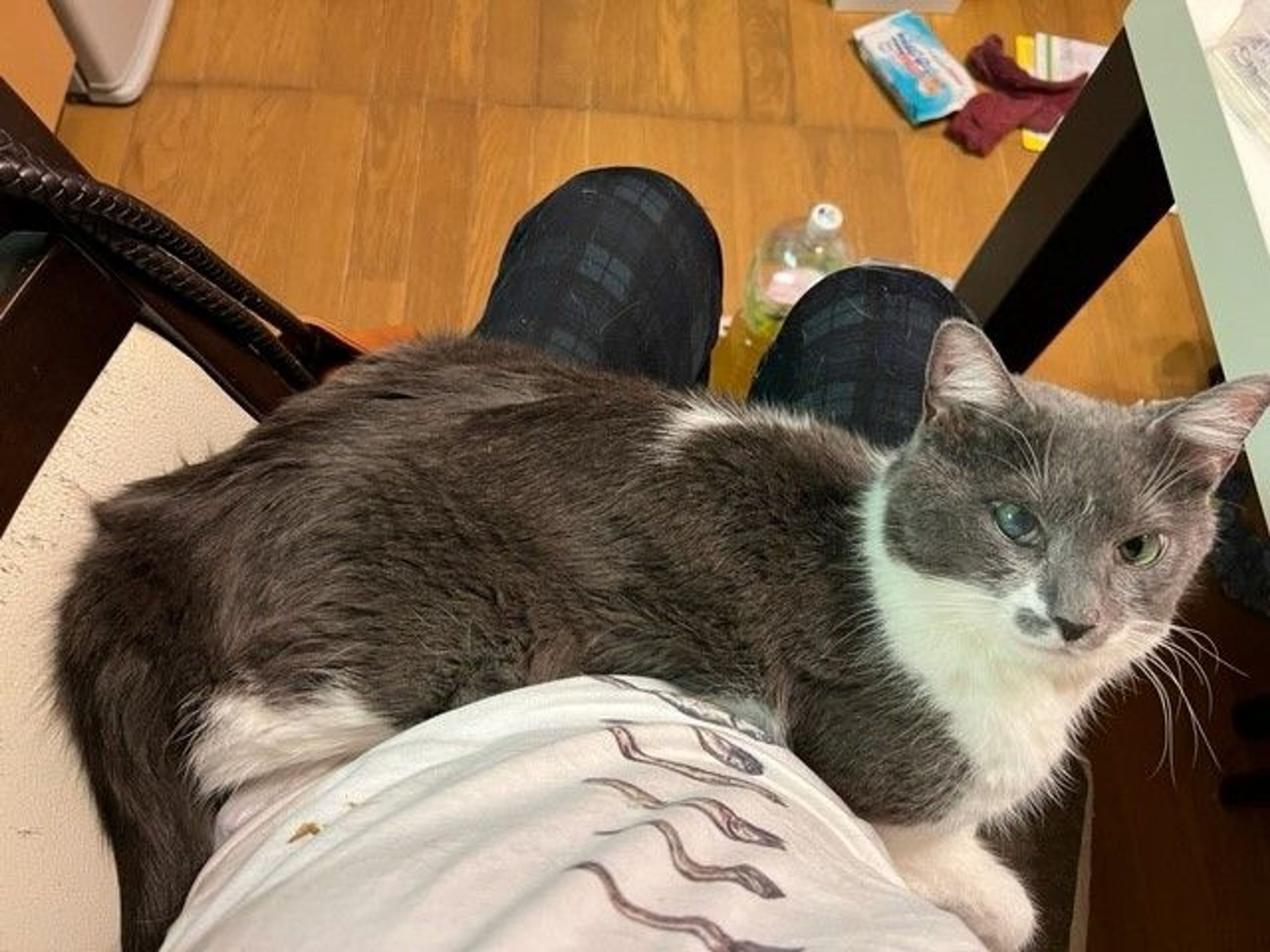 pet-image-3