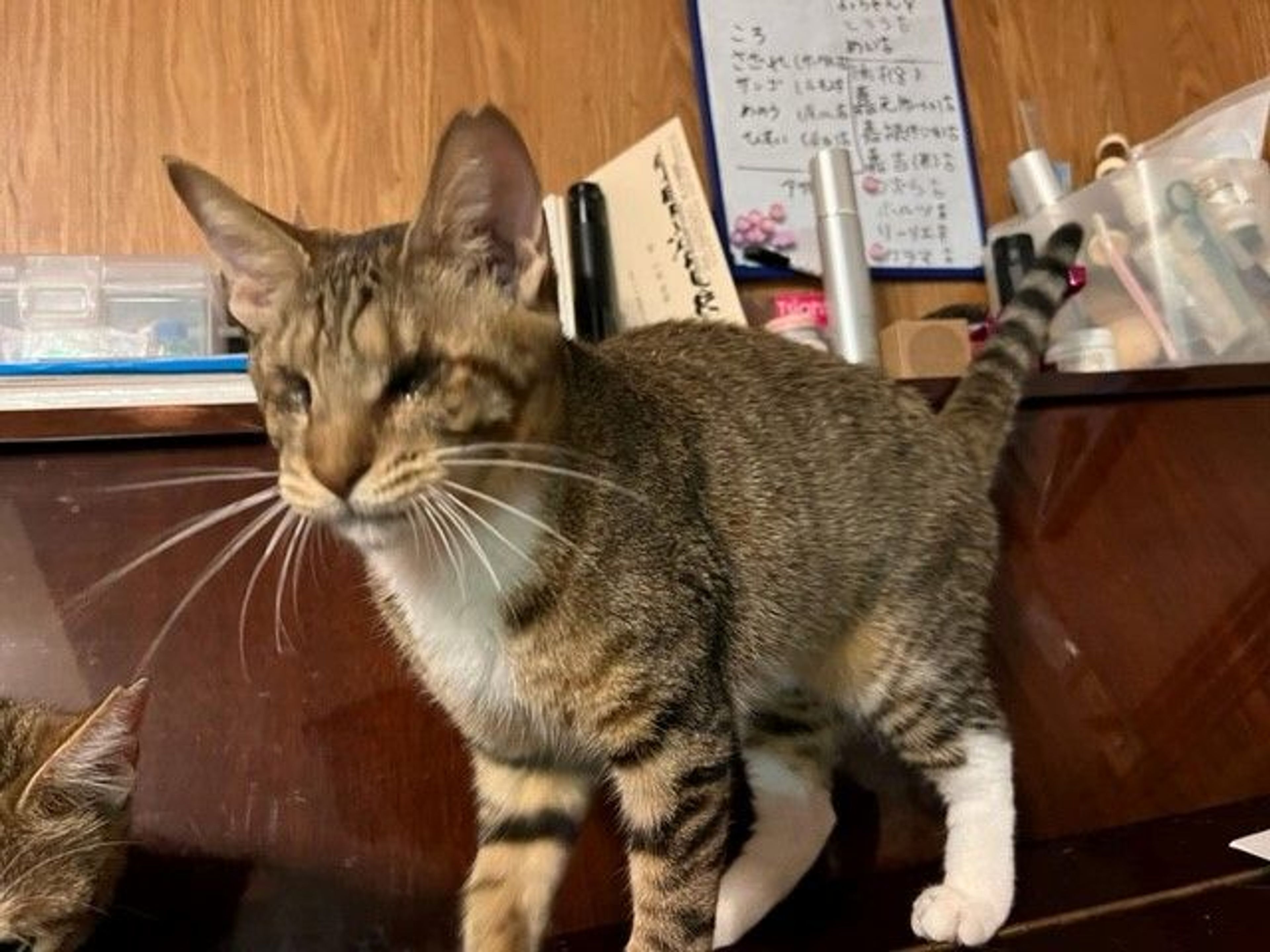 雑種（ミックス猫）・メスの里親募集の写真