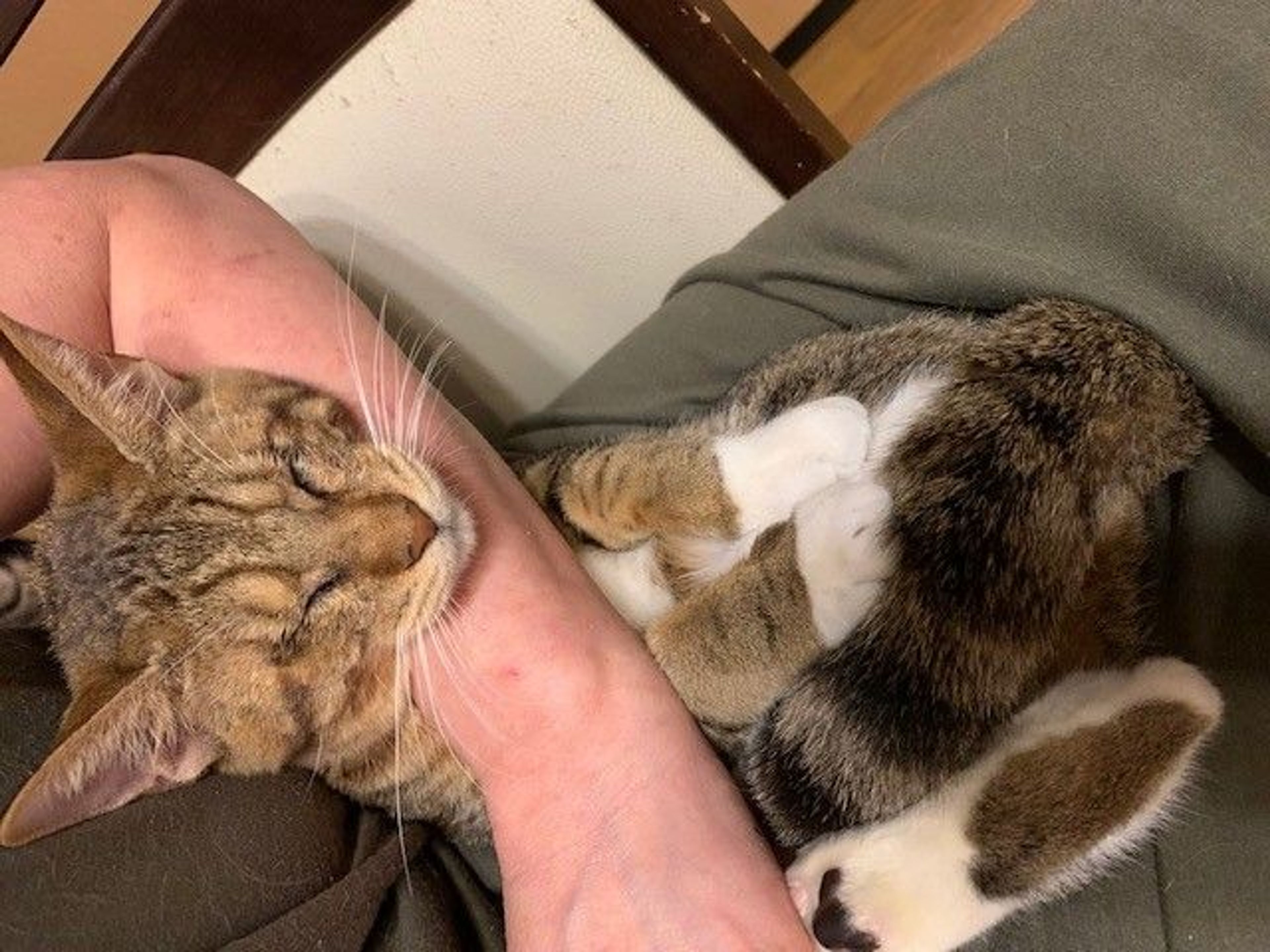 pet-image-3