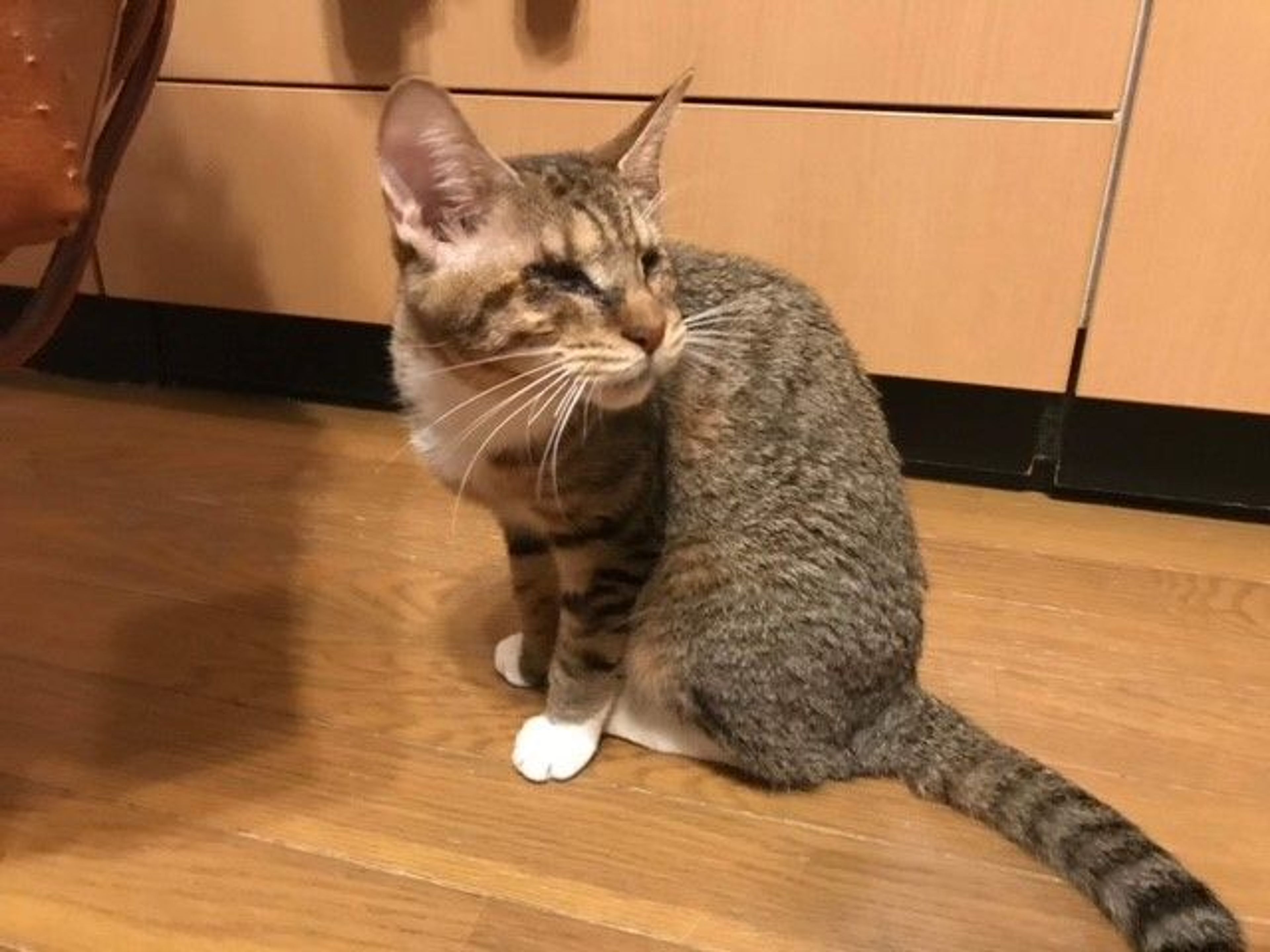 pet-image-4