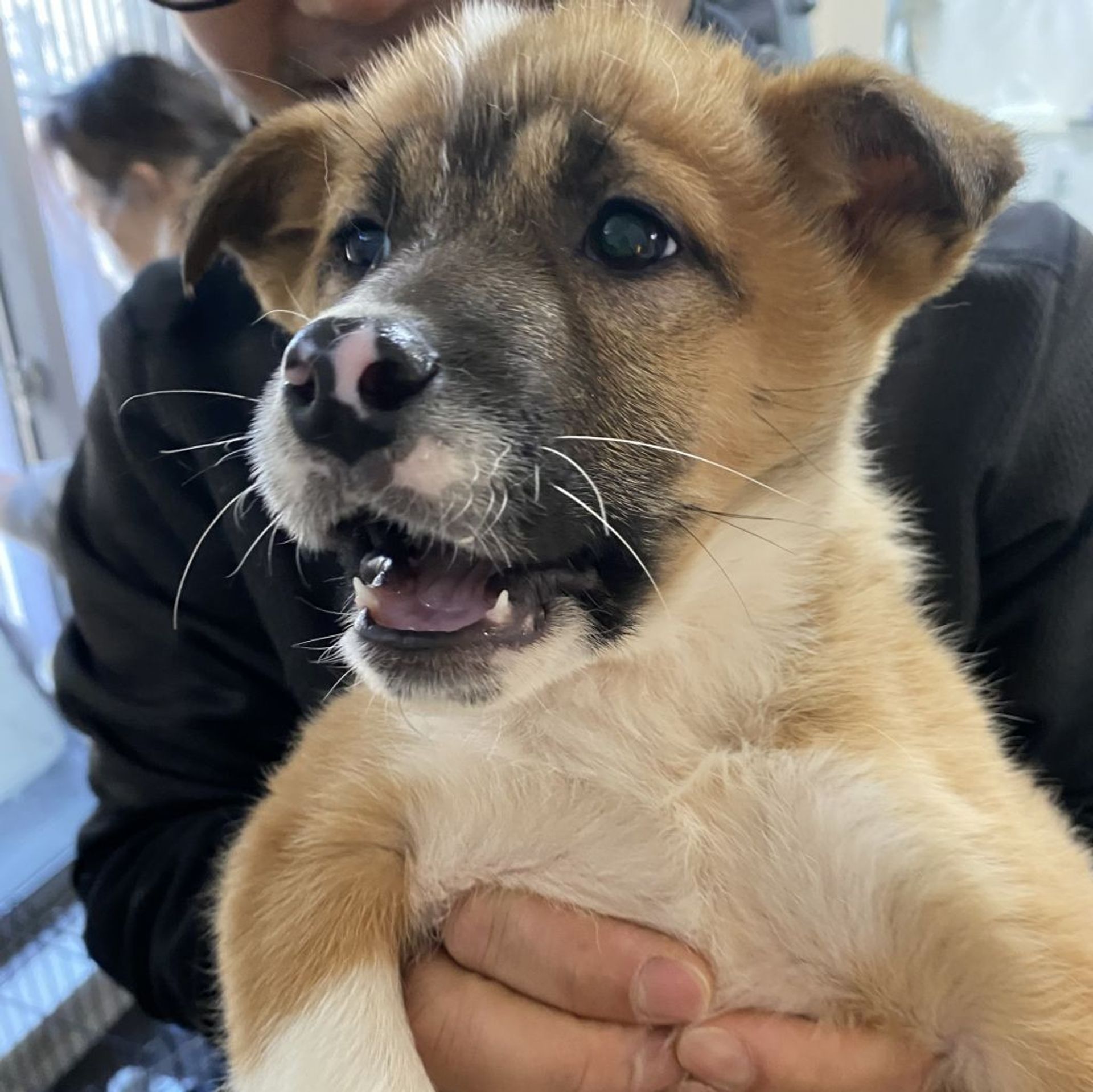 雑種（ミックス犬）・メスの里親募集の写真