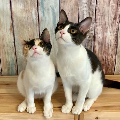 せん＆ばんの写真