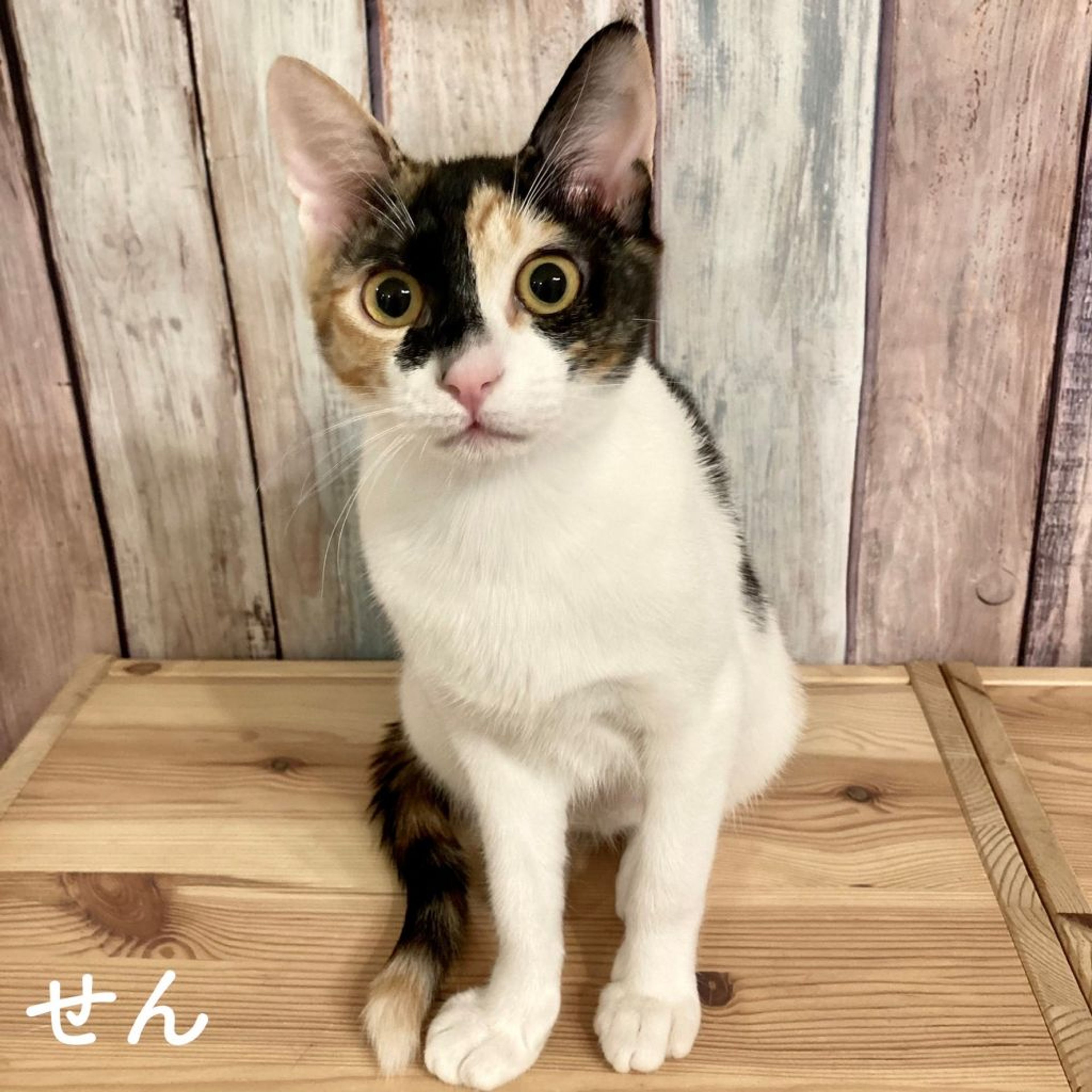 pet-image-4