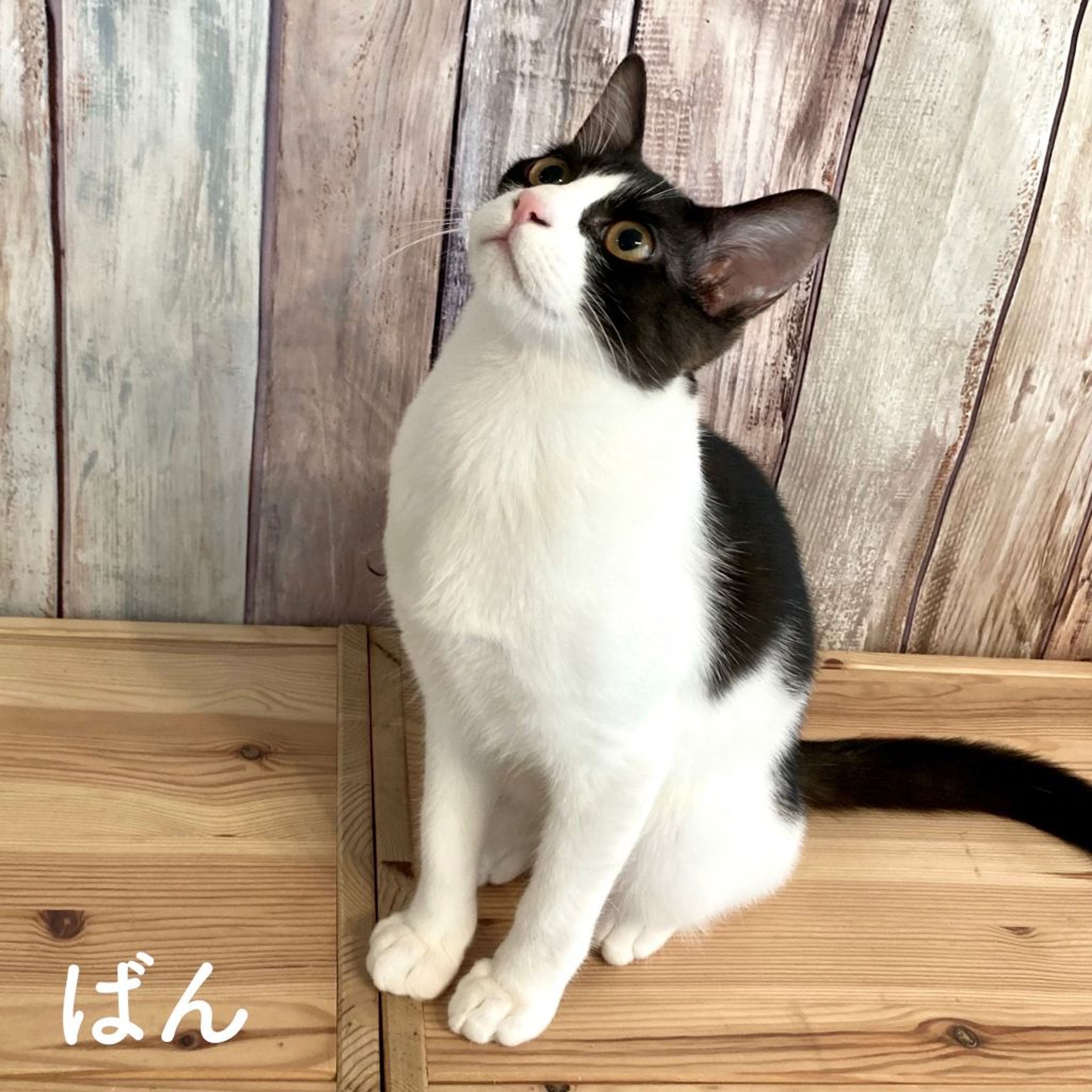 pet-image-5