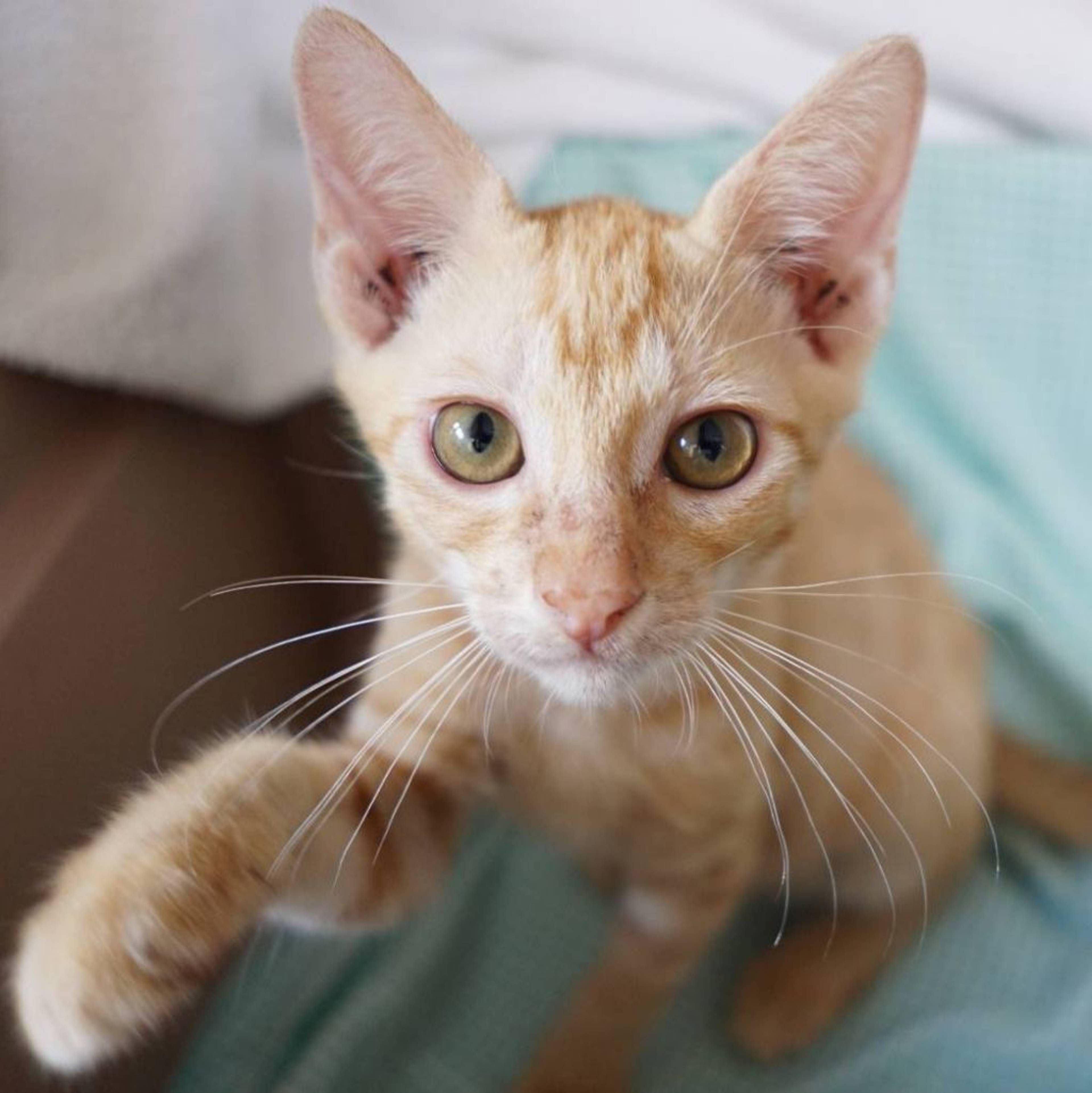 雑種（ミックス猫）・オスの里親募集の写真
