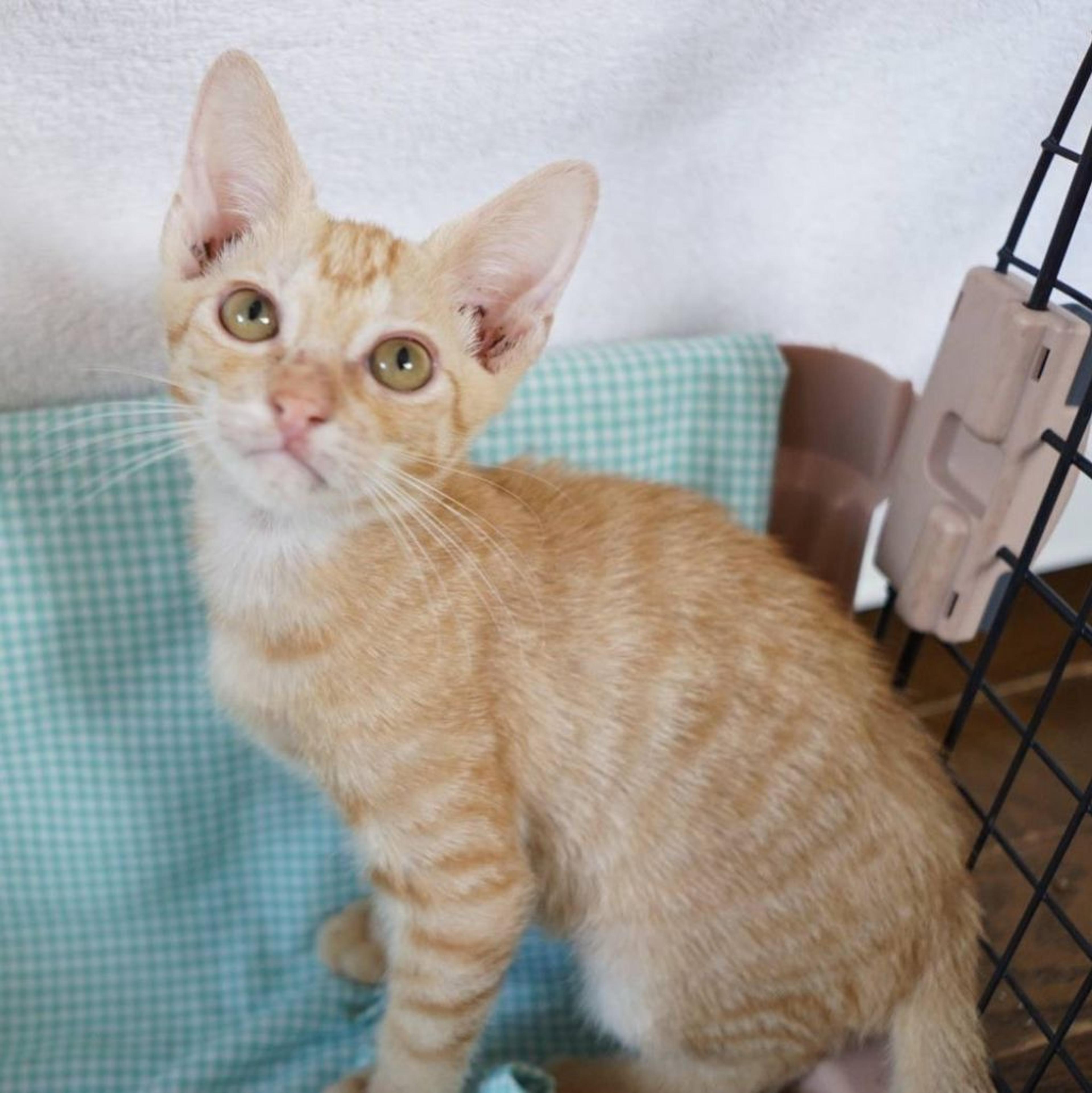 pet-image-2