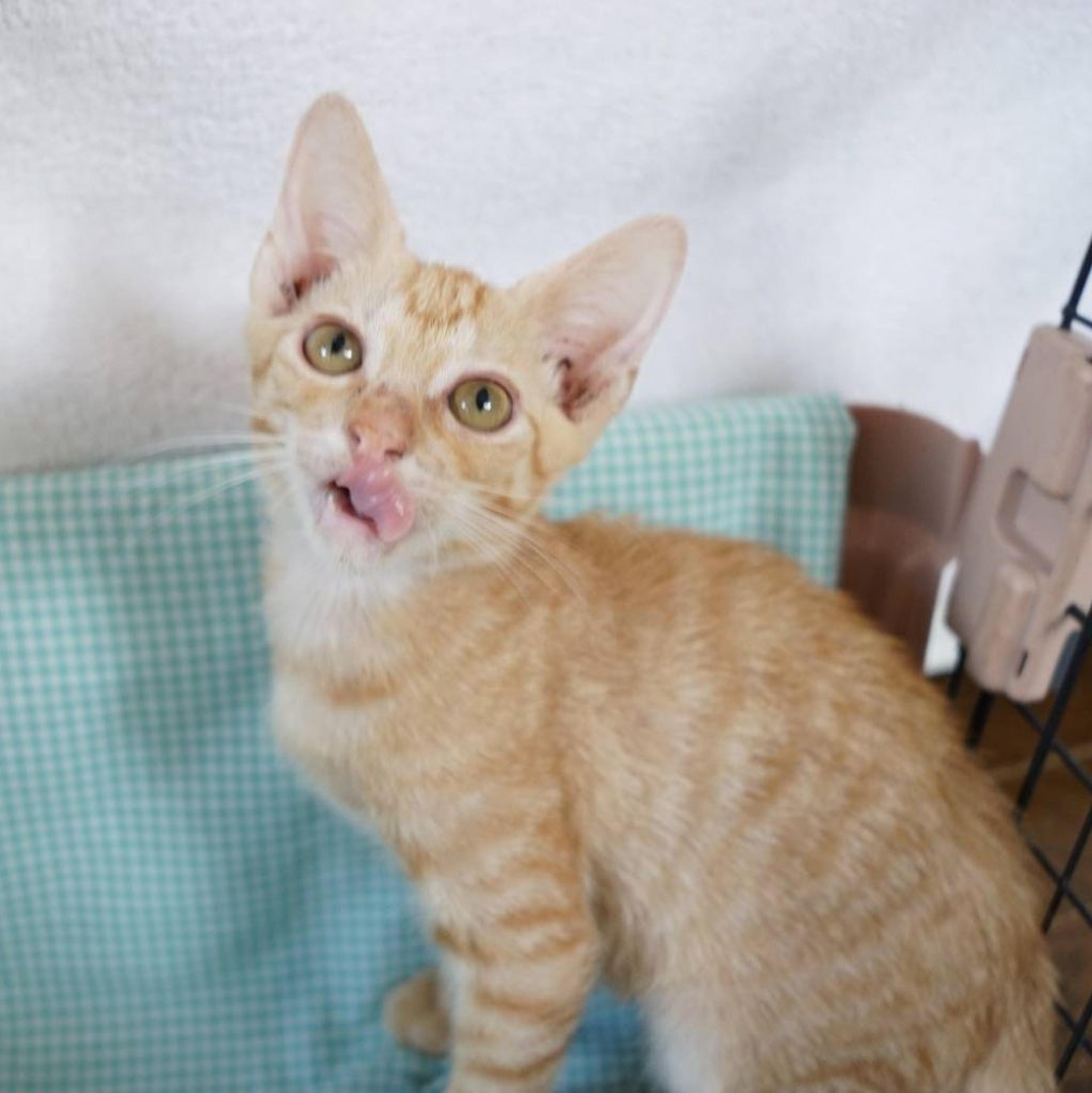 pet-image-3