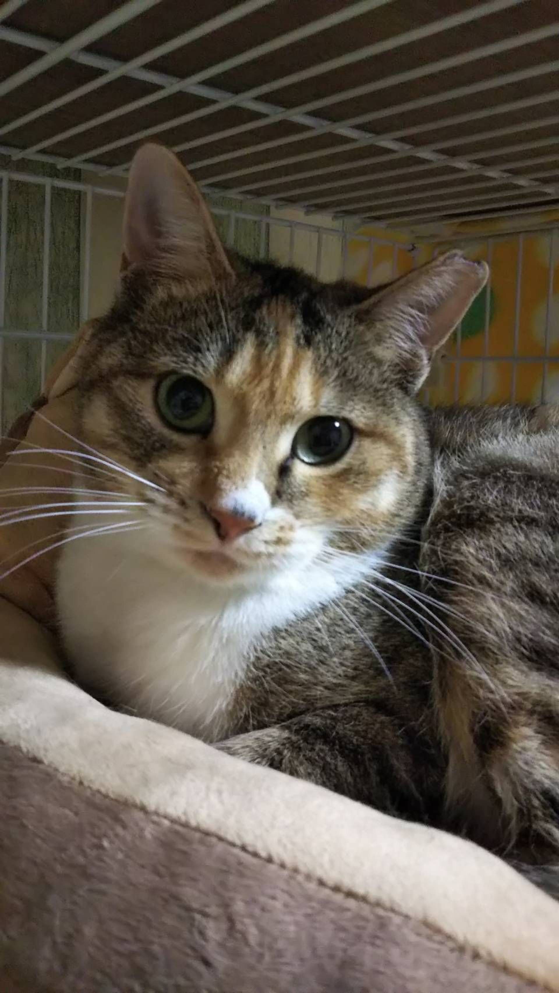 雑種（ミックス猫）・メスの里親募集の写真