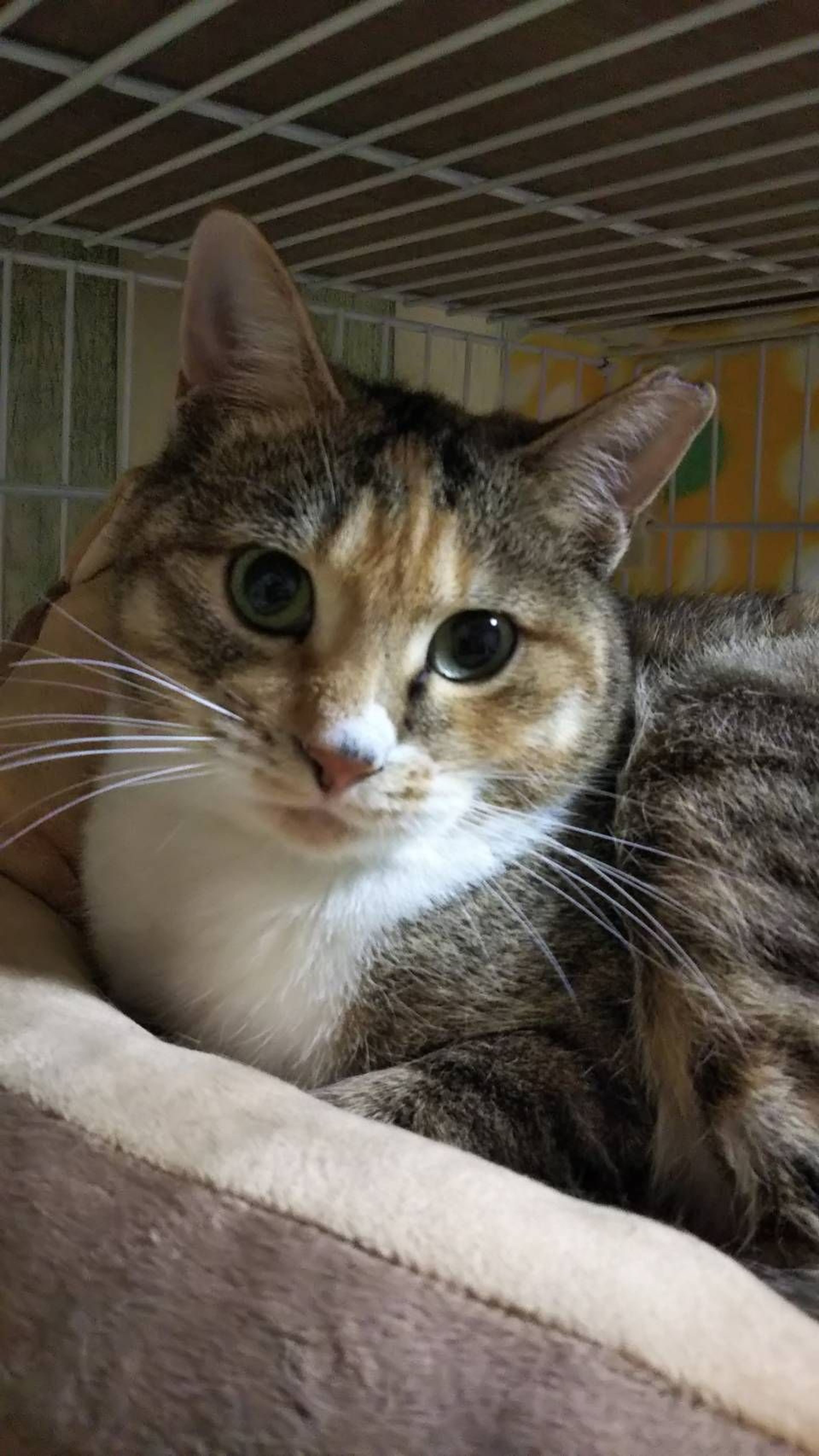 雑種（ミックス猫）・メスの里親募集の写真