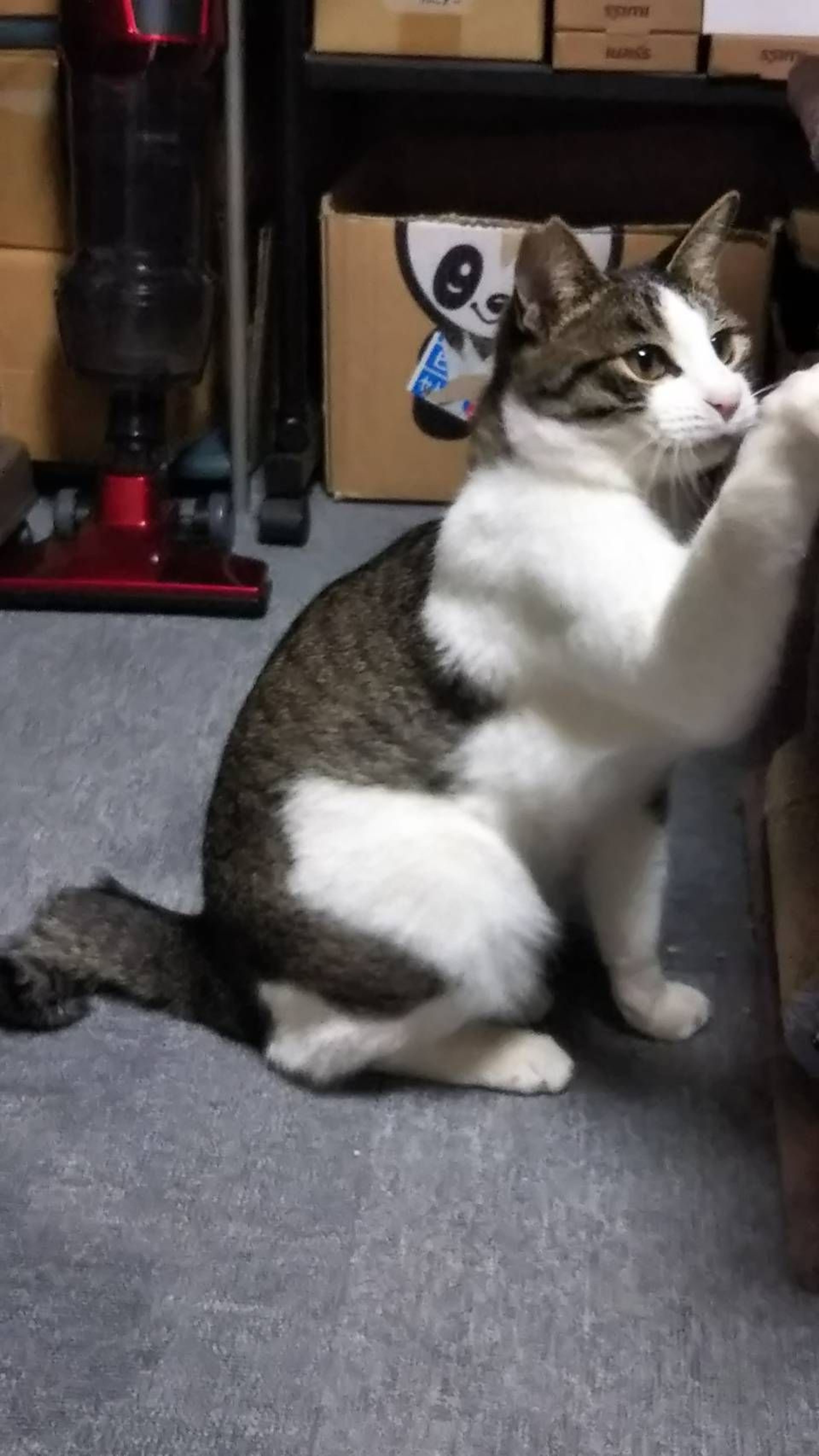 pet-image-2