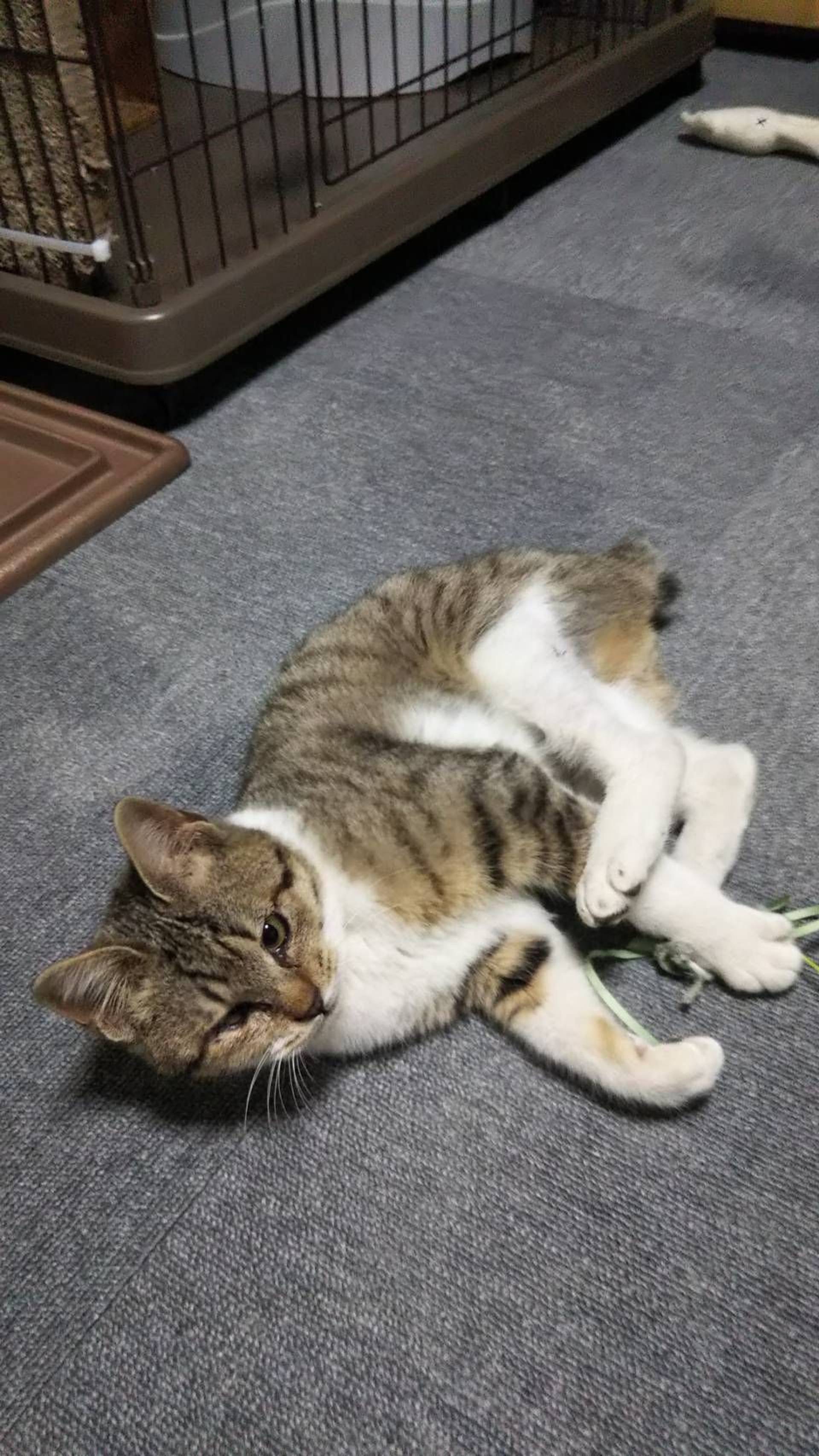雑種（ミックス猫）・オスの里親募集の写真