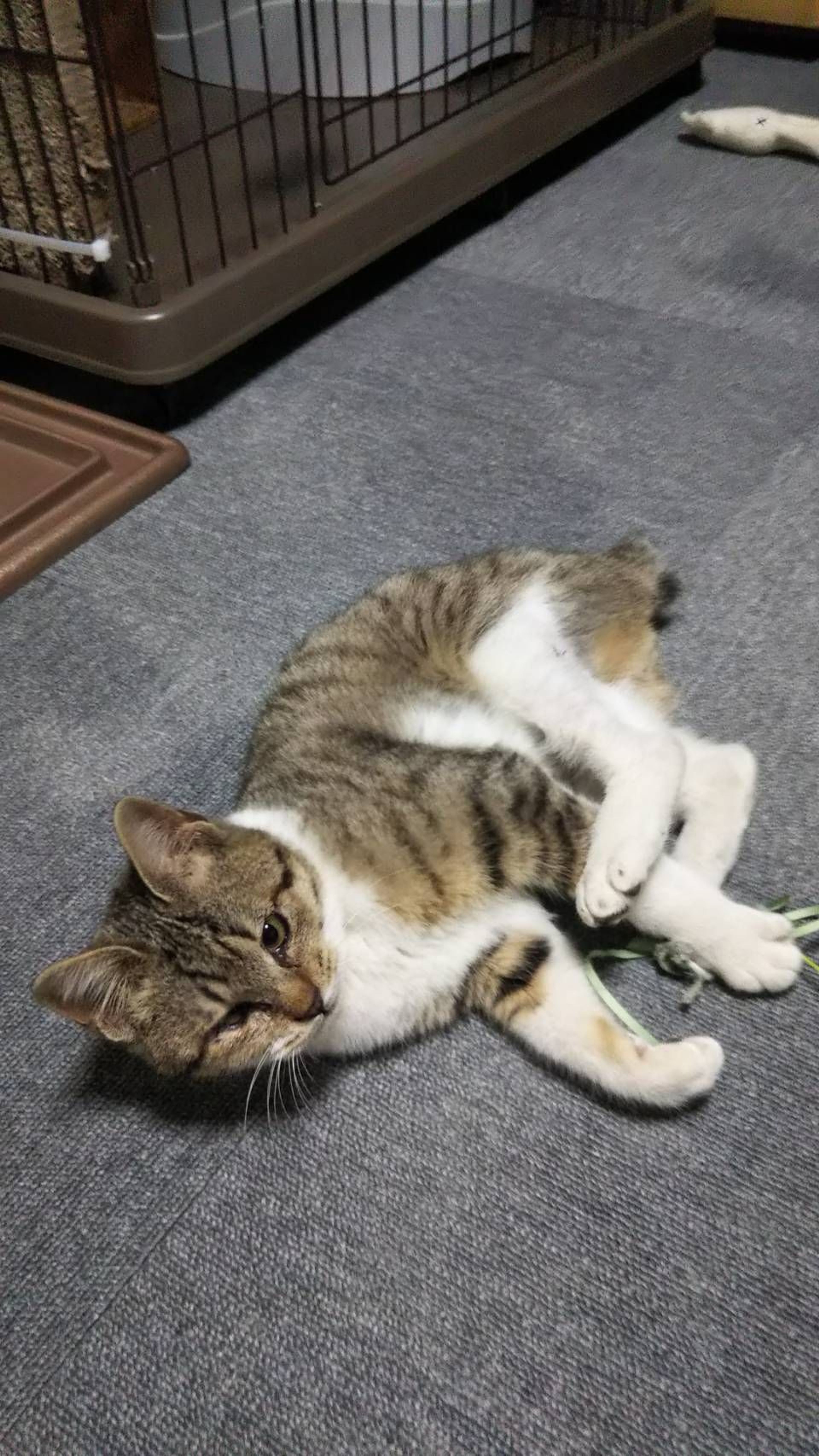 雑種（ミックス猫）・オスの里親募集の写真