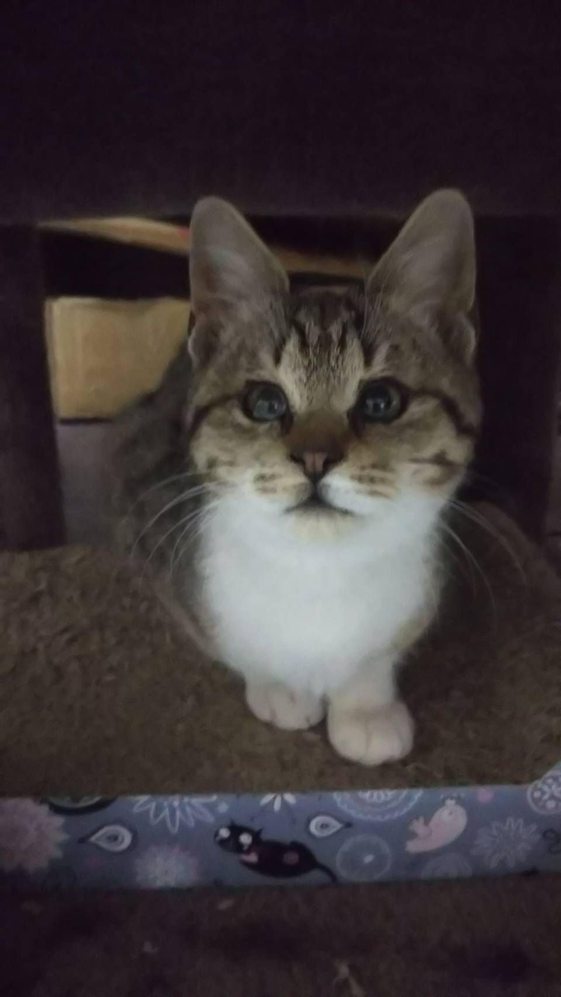 pet-image-2