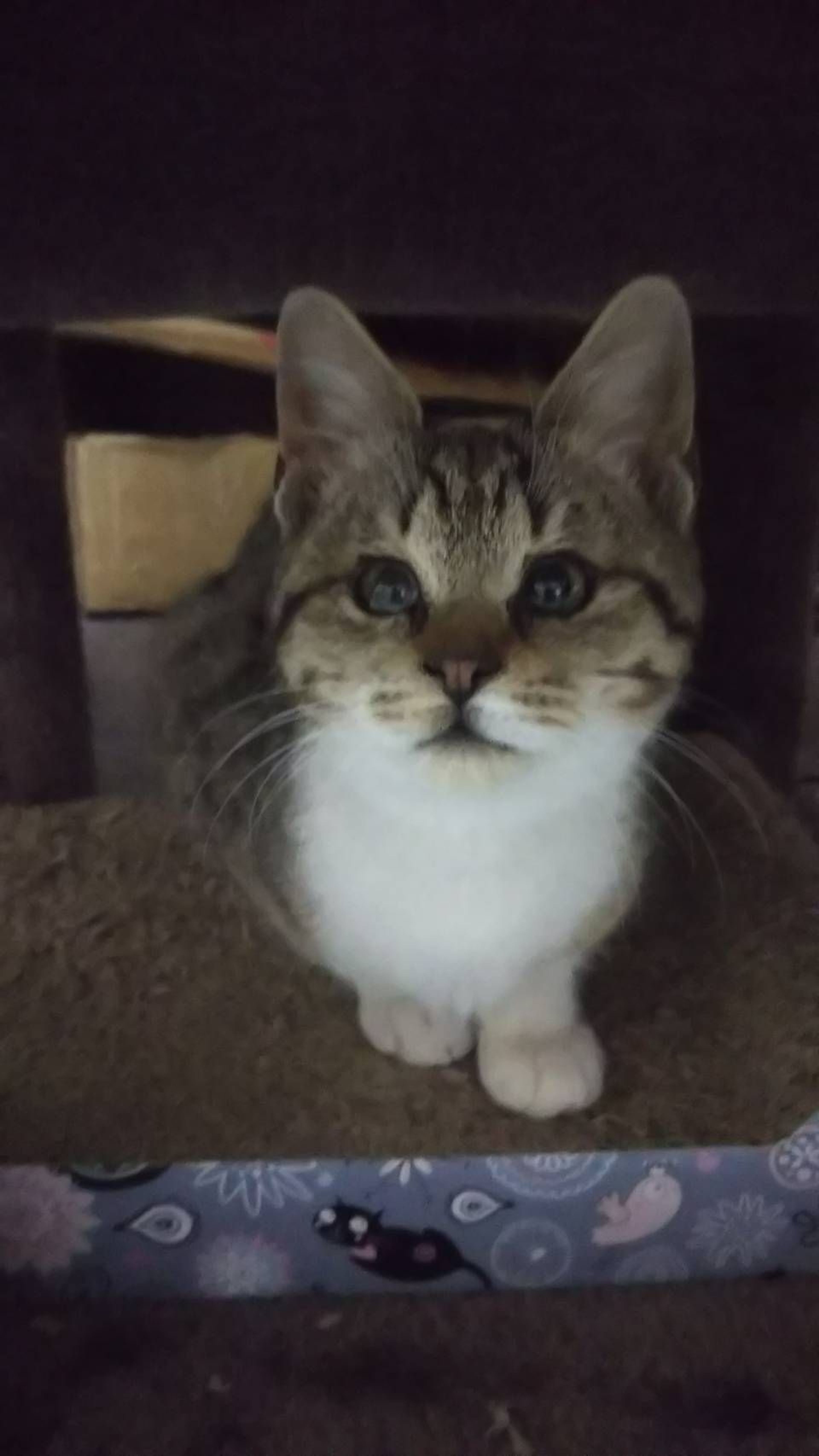 pet-image-2