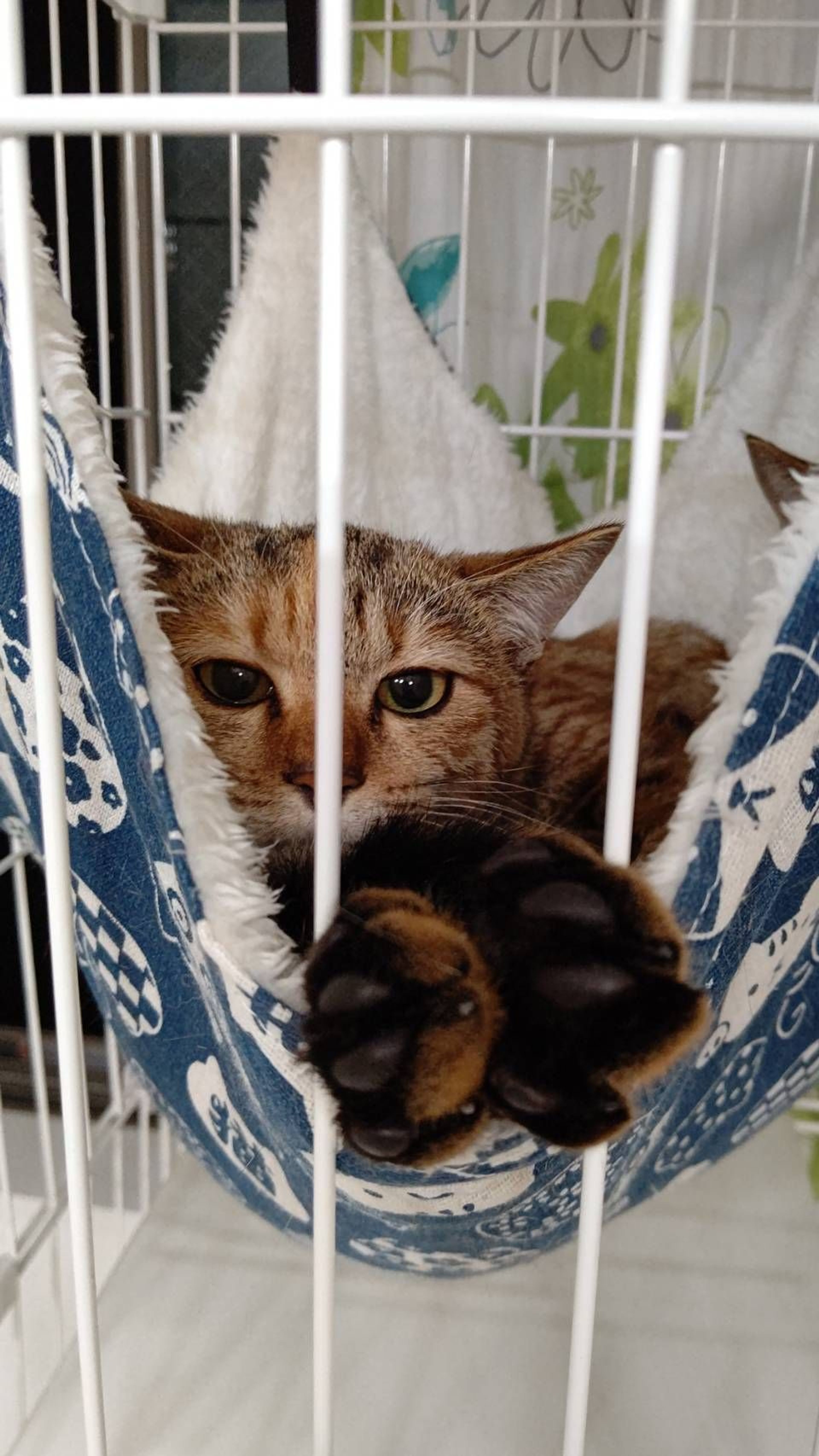 pet-image-2