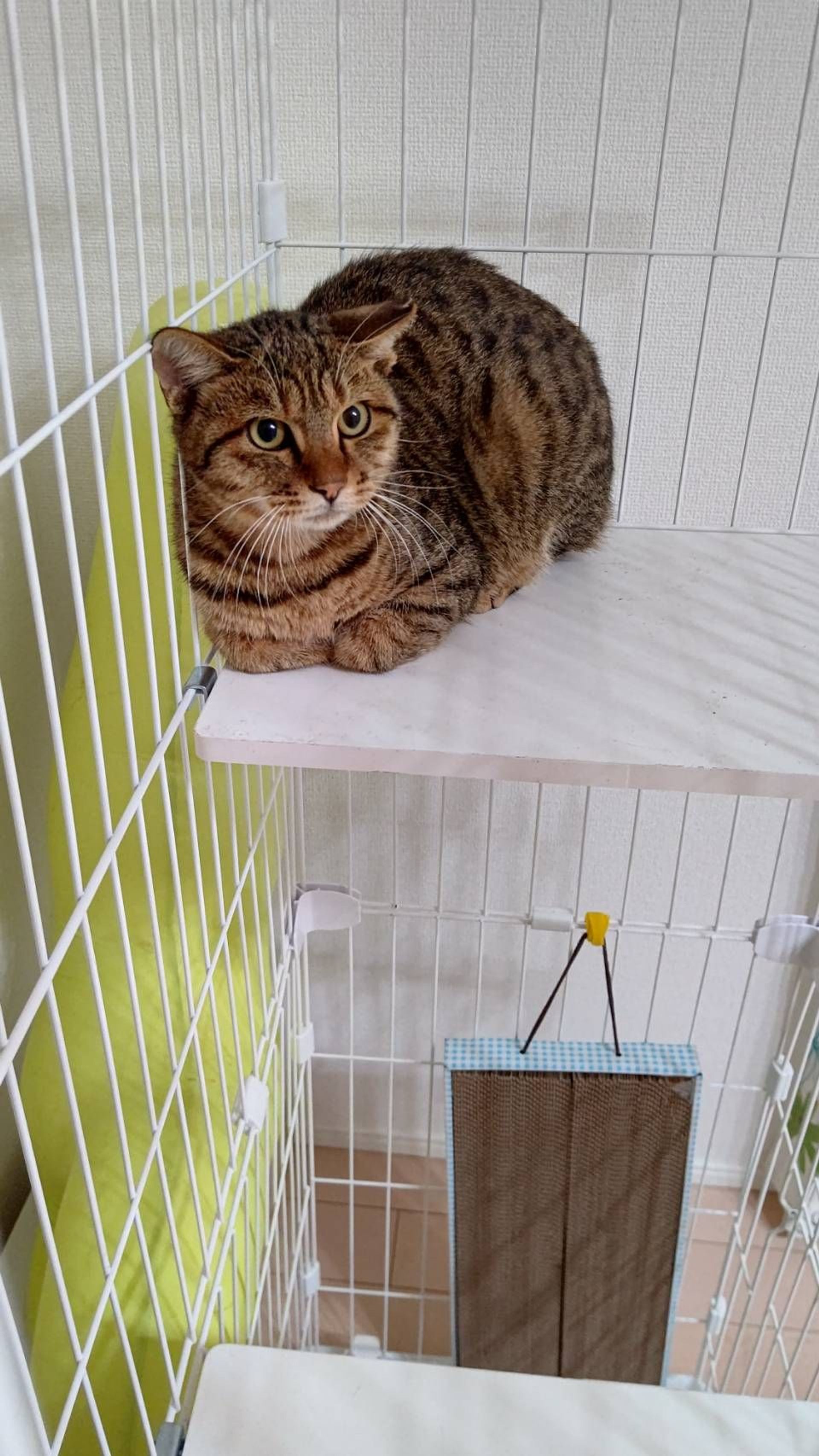 雑種（ミックス猫）・オスの里親募集の写真
