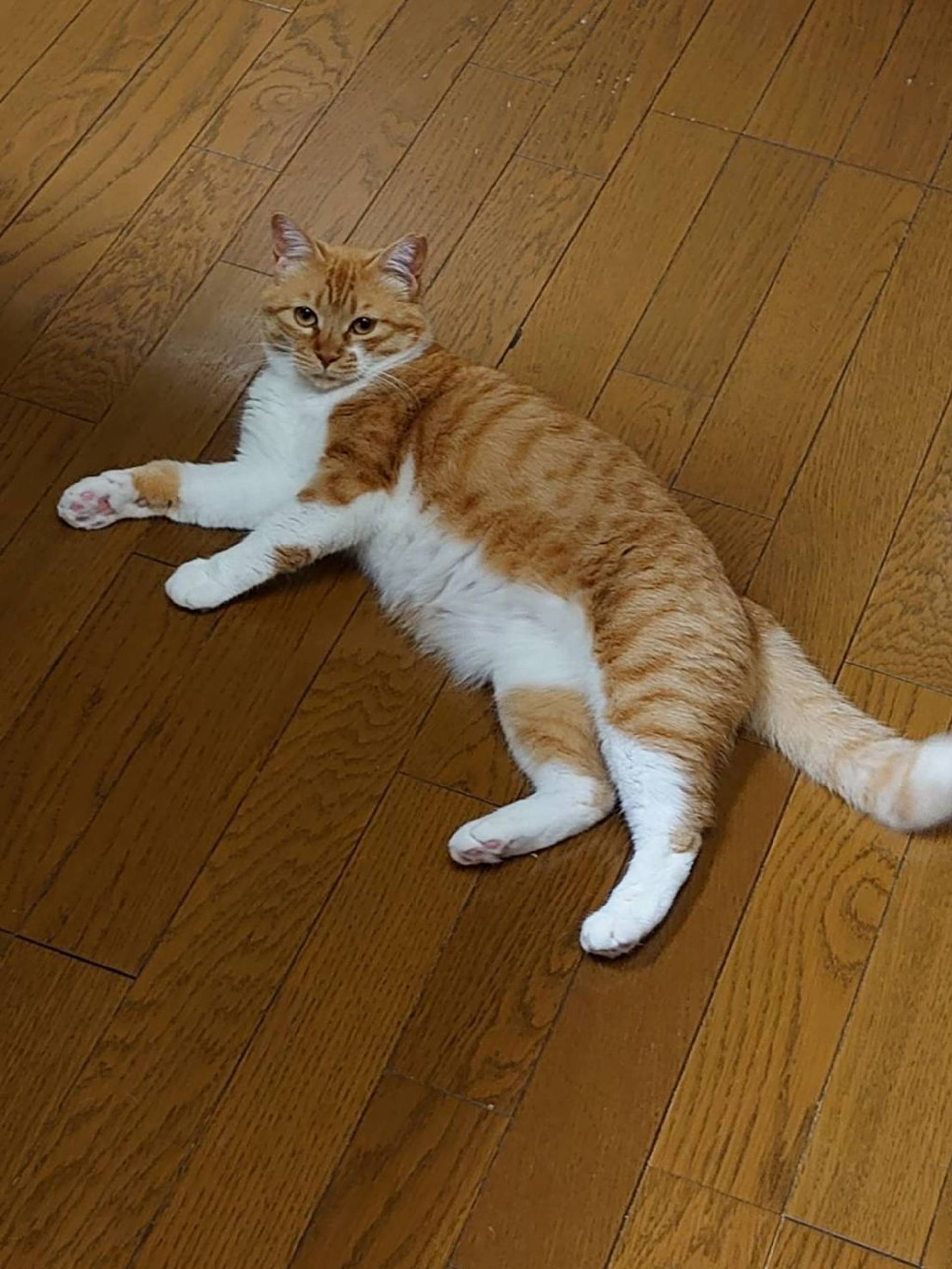 雑種（ミックス猫）・メスの里親募集の写真