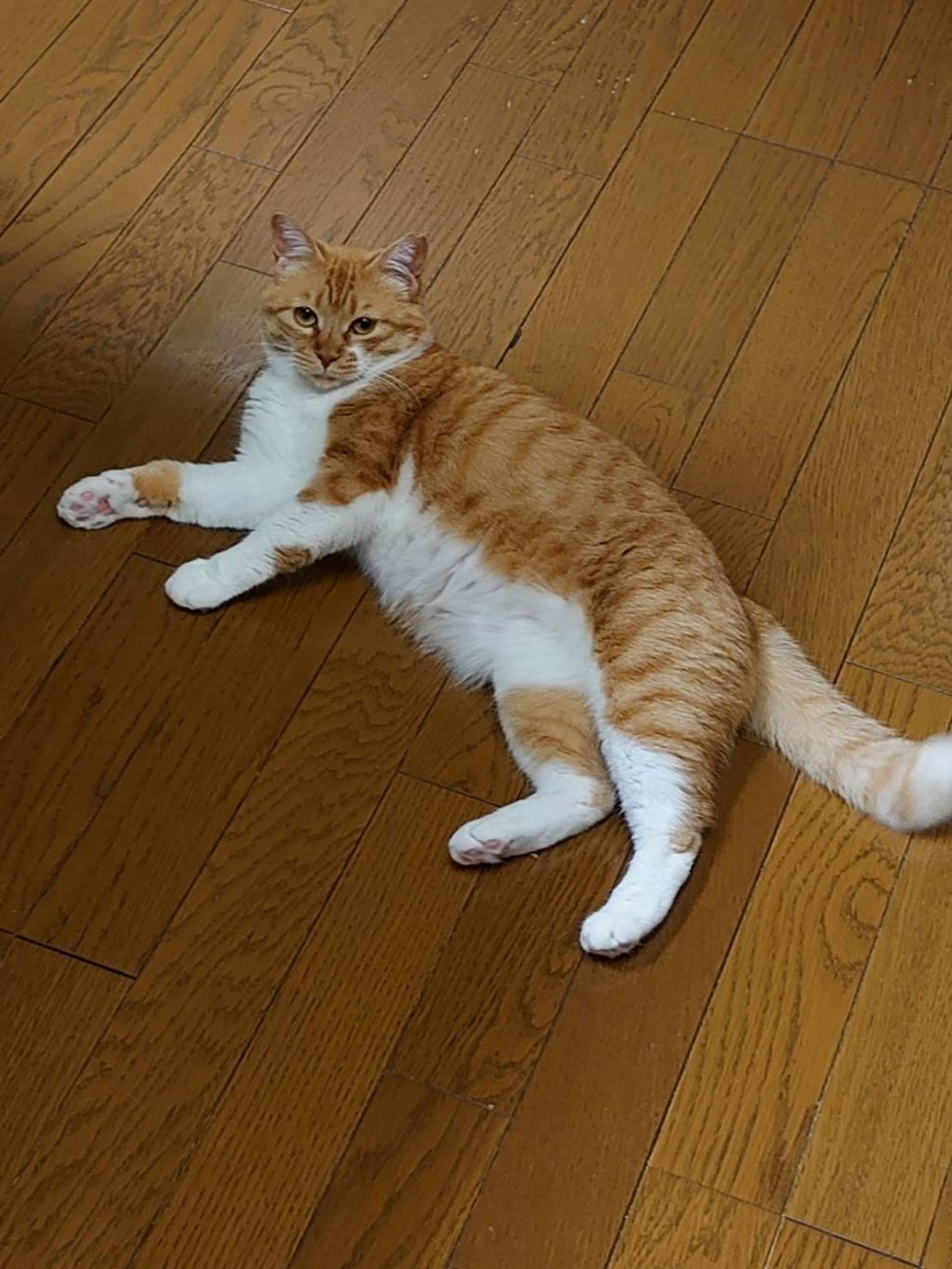 雑種（ミックス猫）・メスの里親募集の写真
