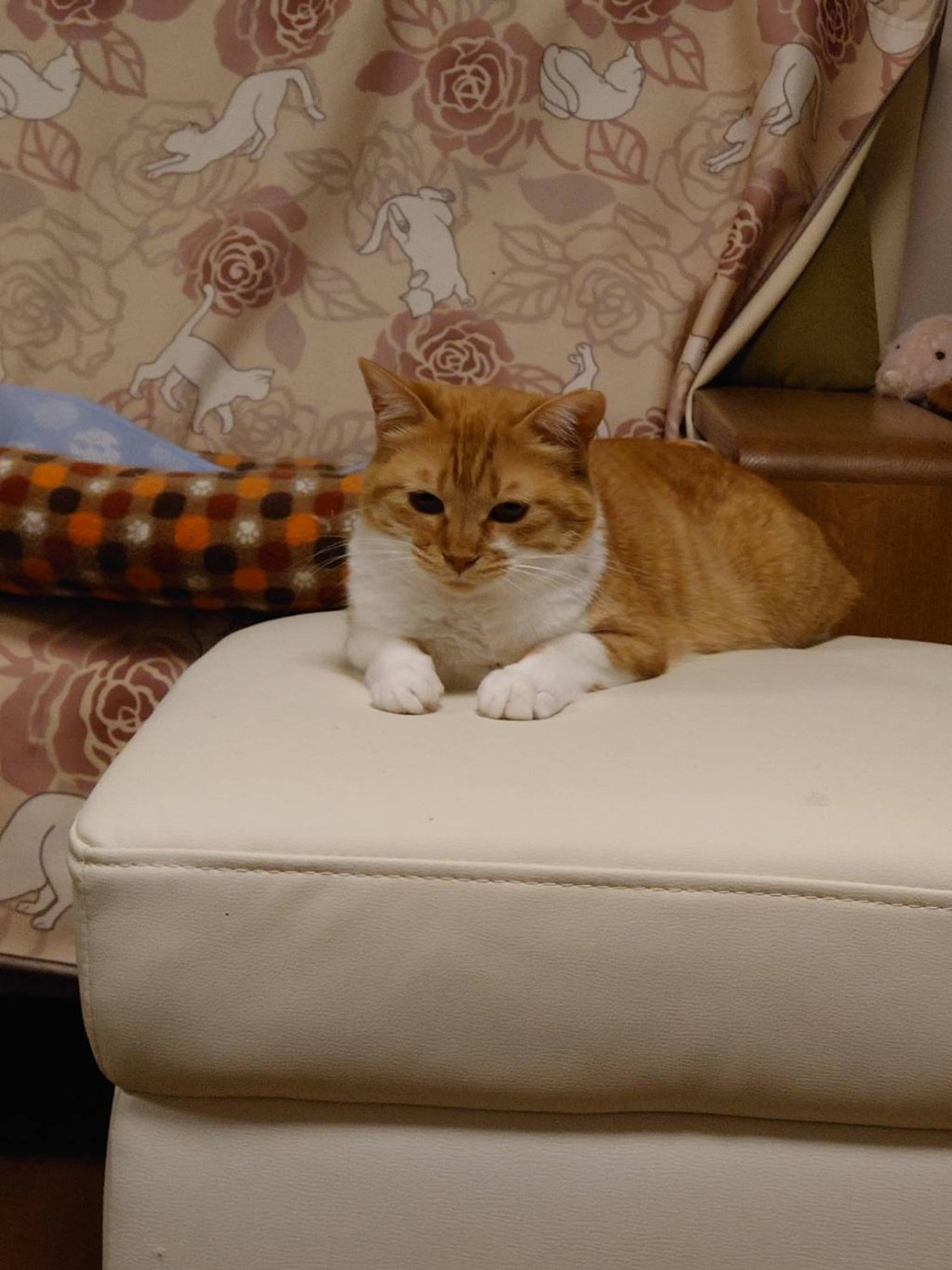 pet-image-2