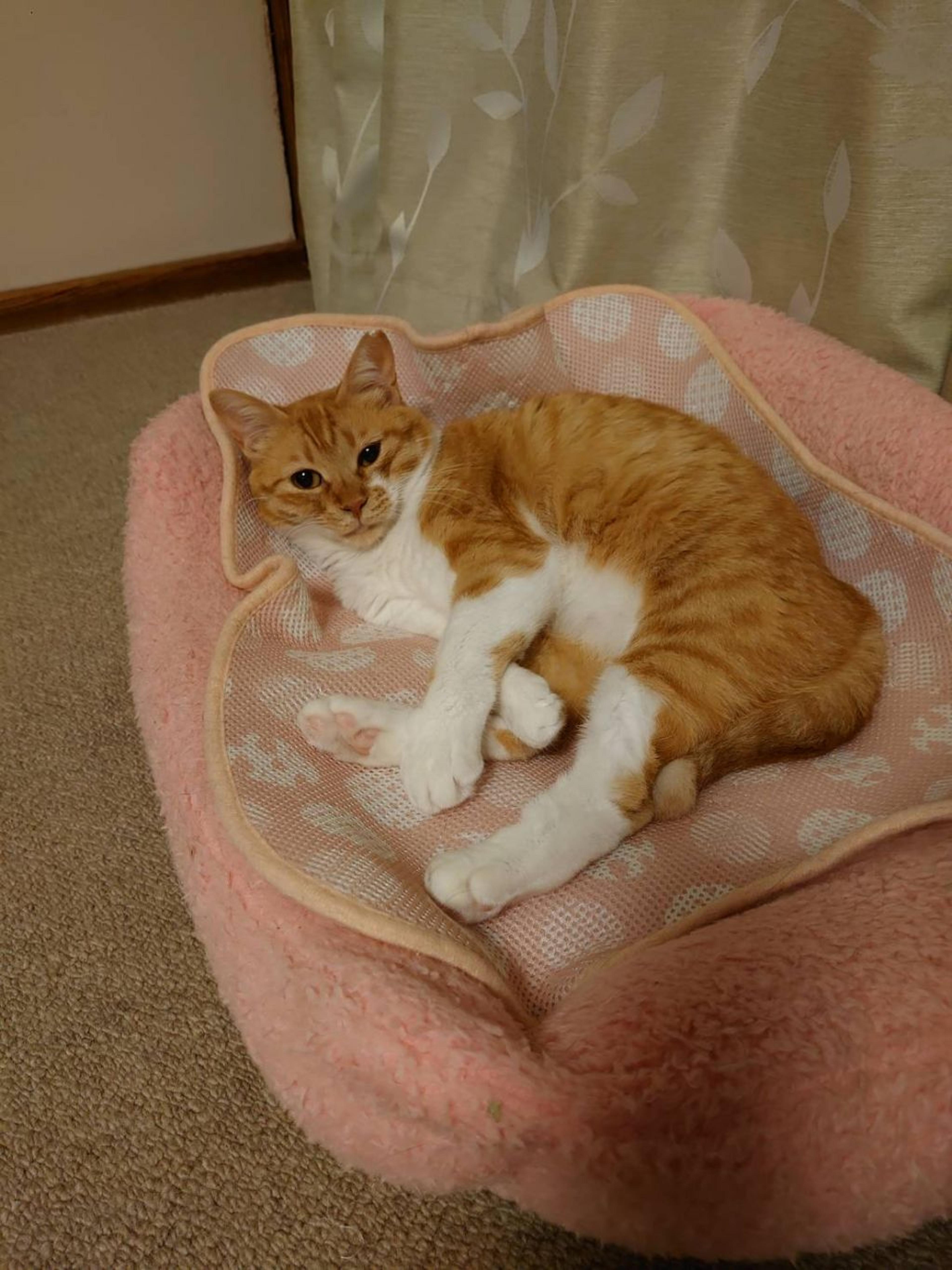 pet-image-3