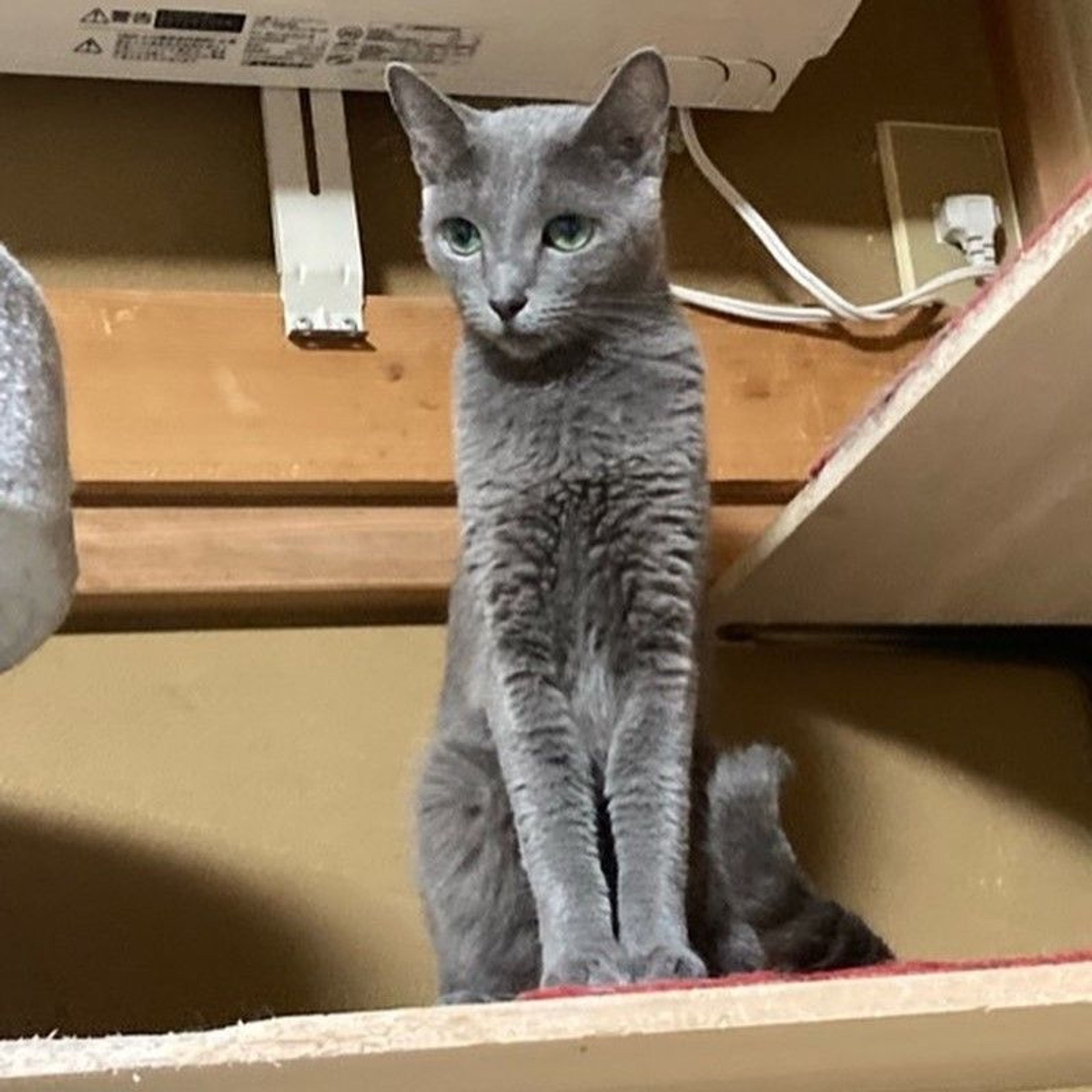 pet-image-3