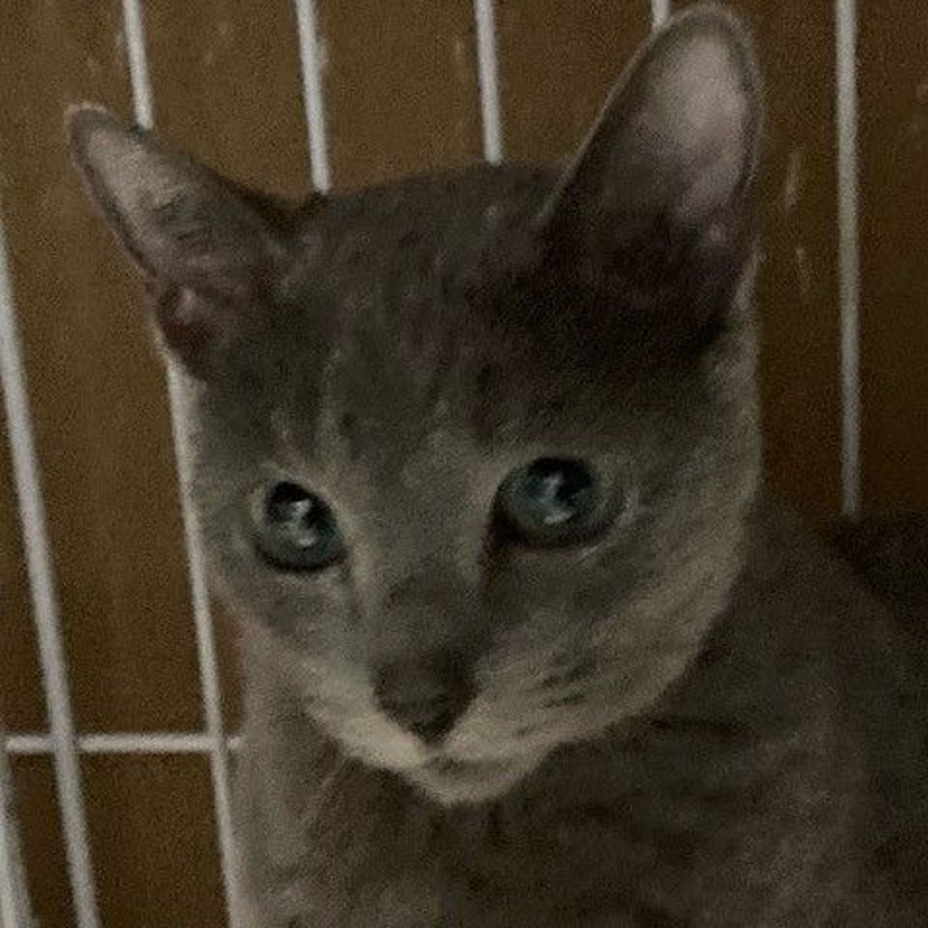 pet-image-4