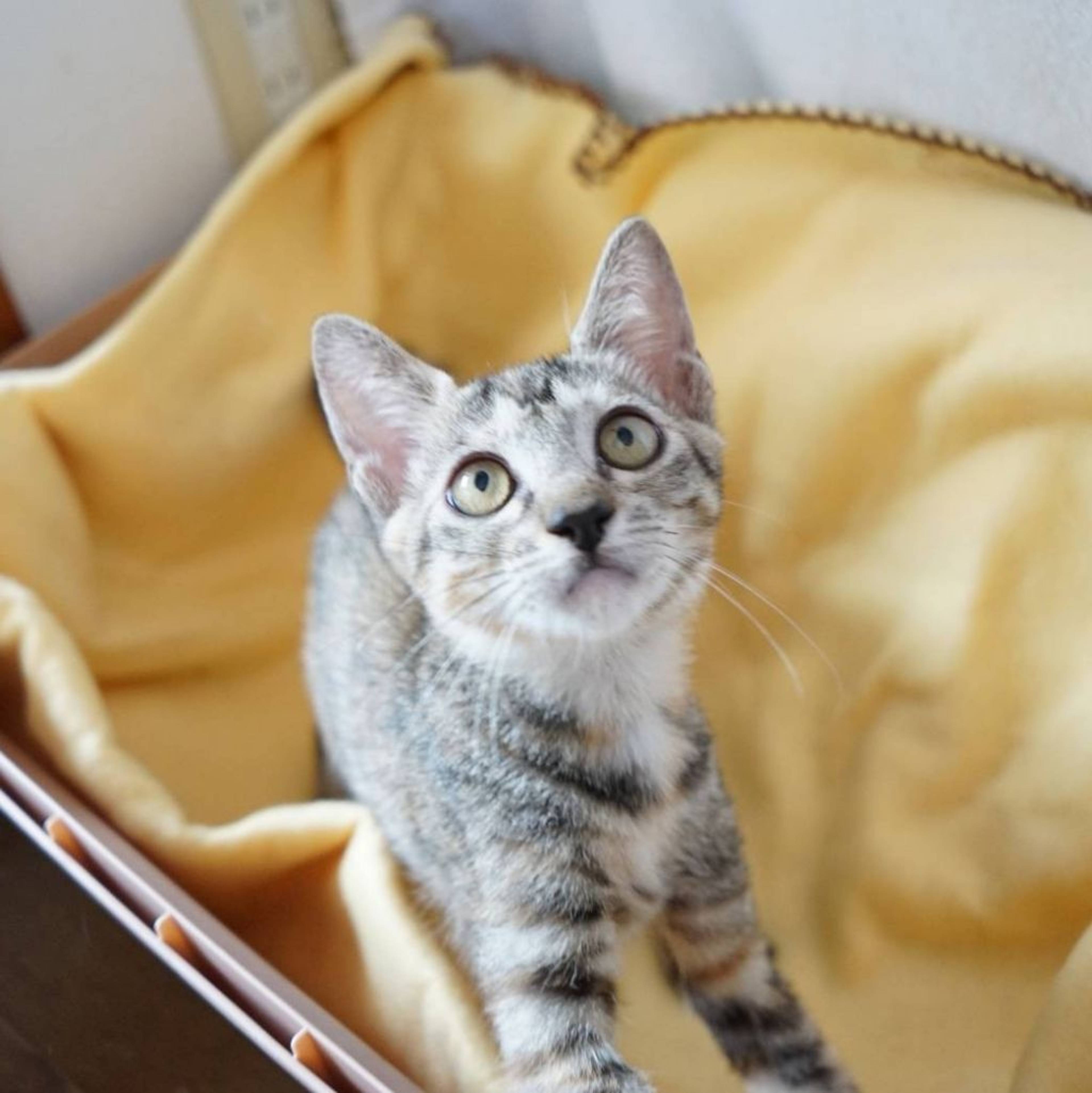 雑種（ミックス猫）・メスの里親募集の写真