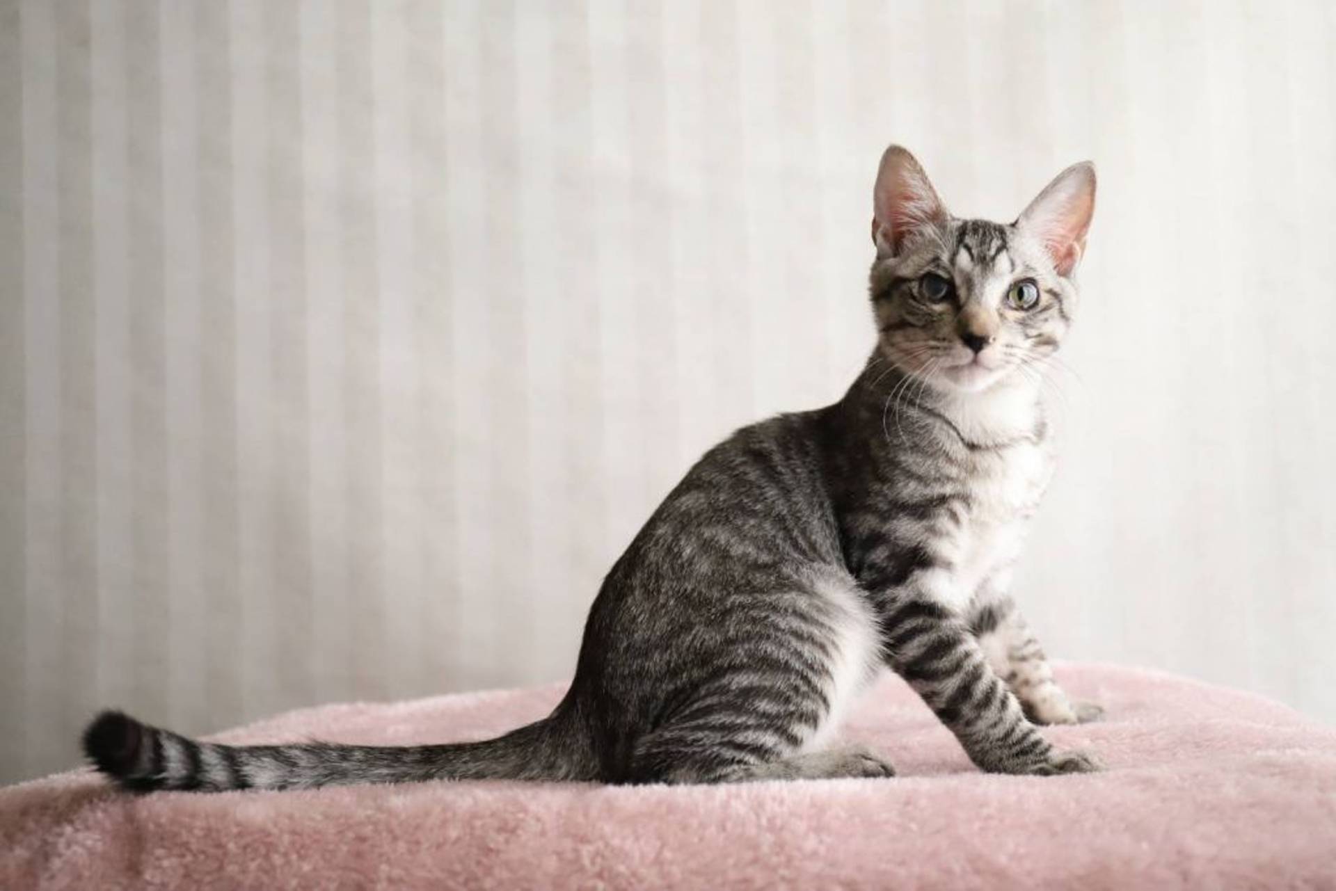 雑種（ミックス猫）・オスの里親募集の写真