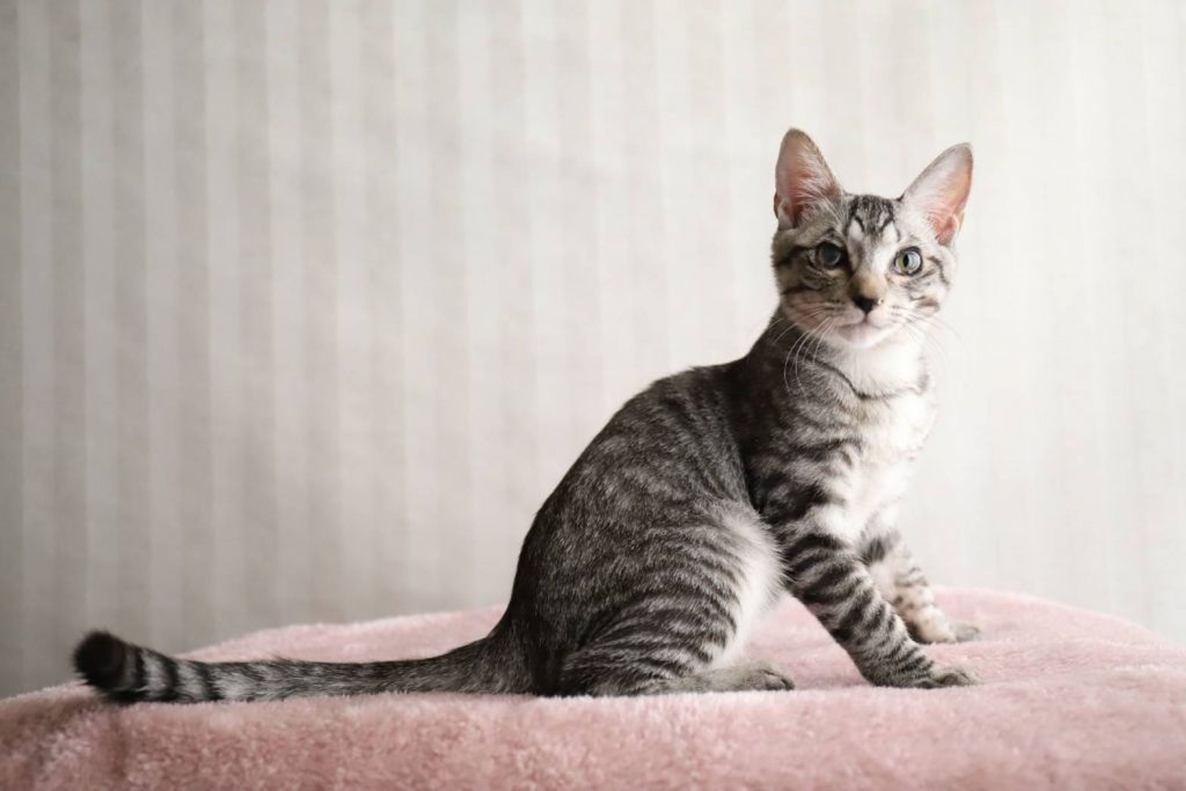 雑種（ミックス猫）・オスの里親募集の写真