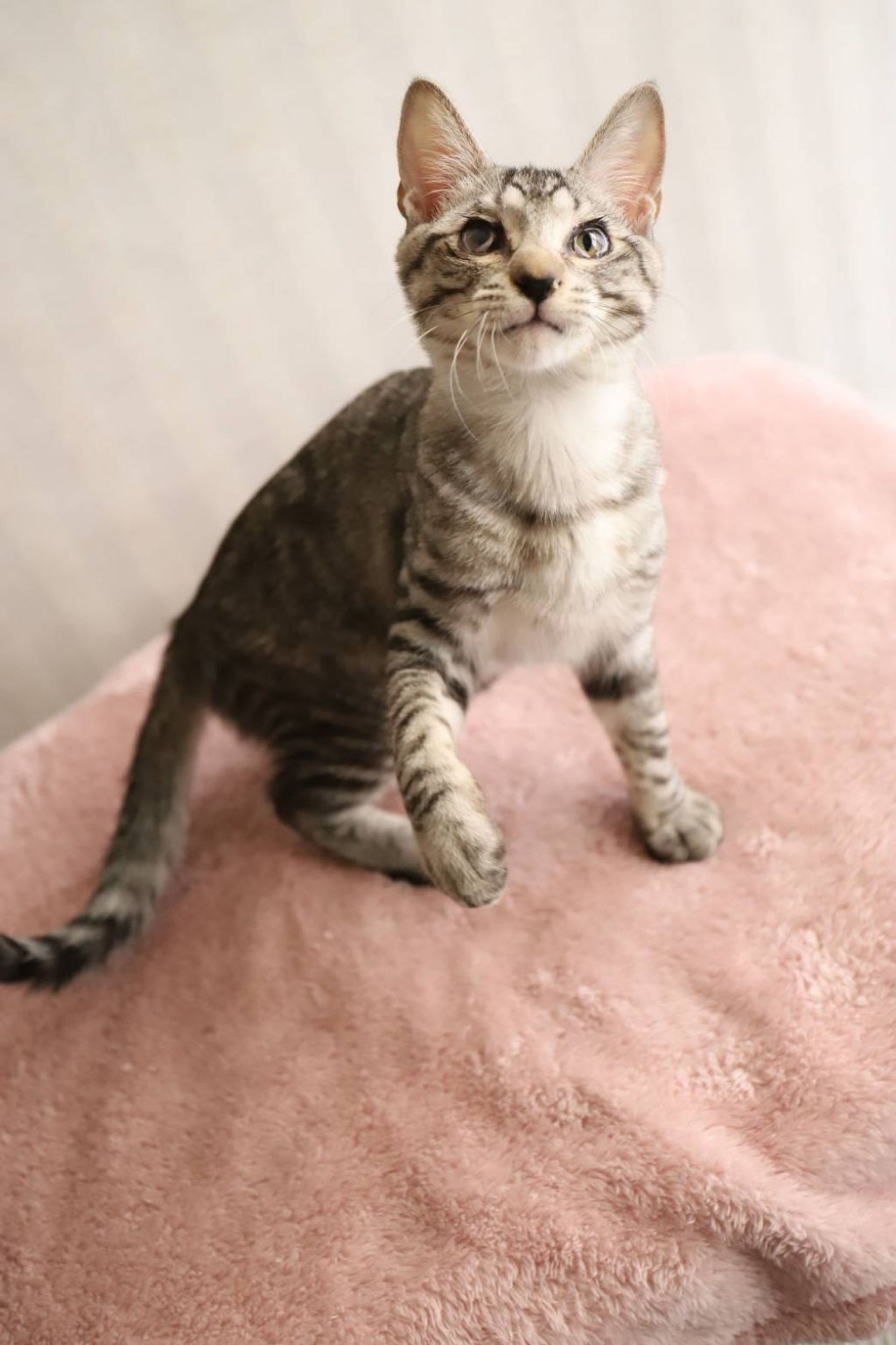 pet-image-4