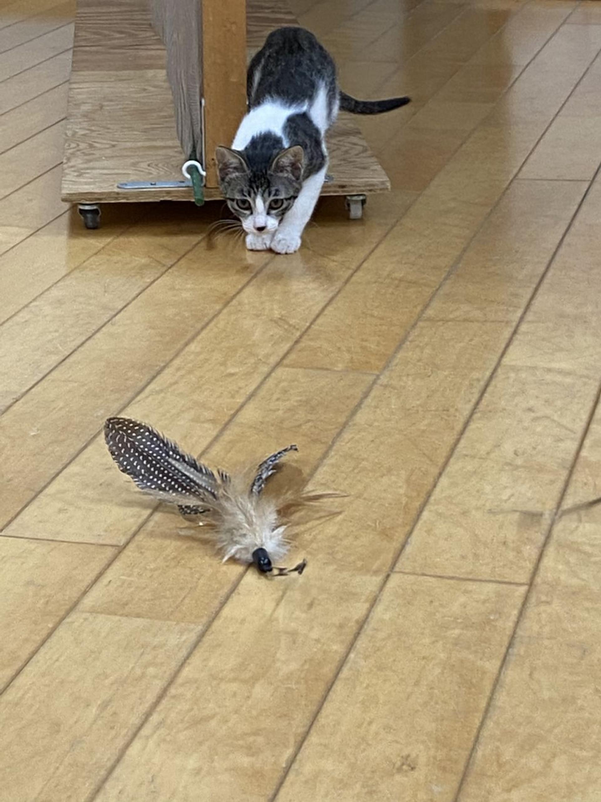 pet-image-2