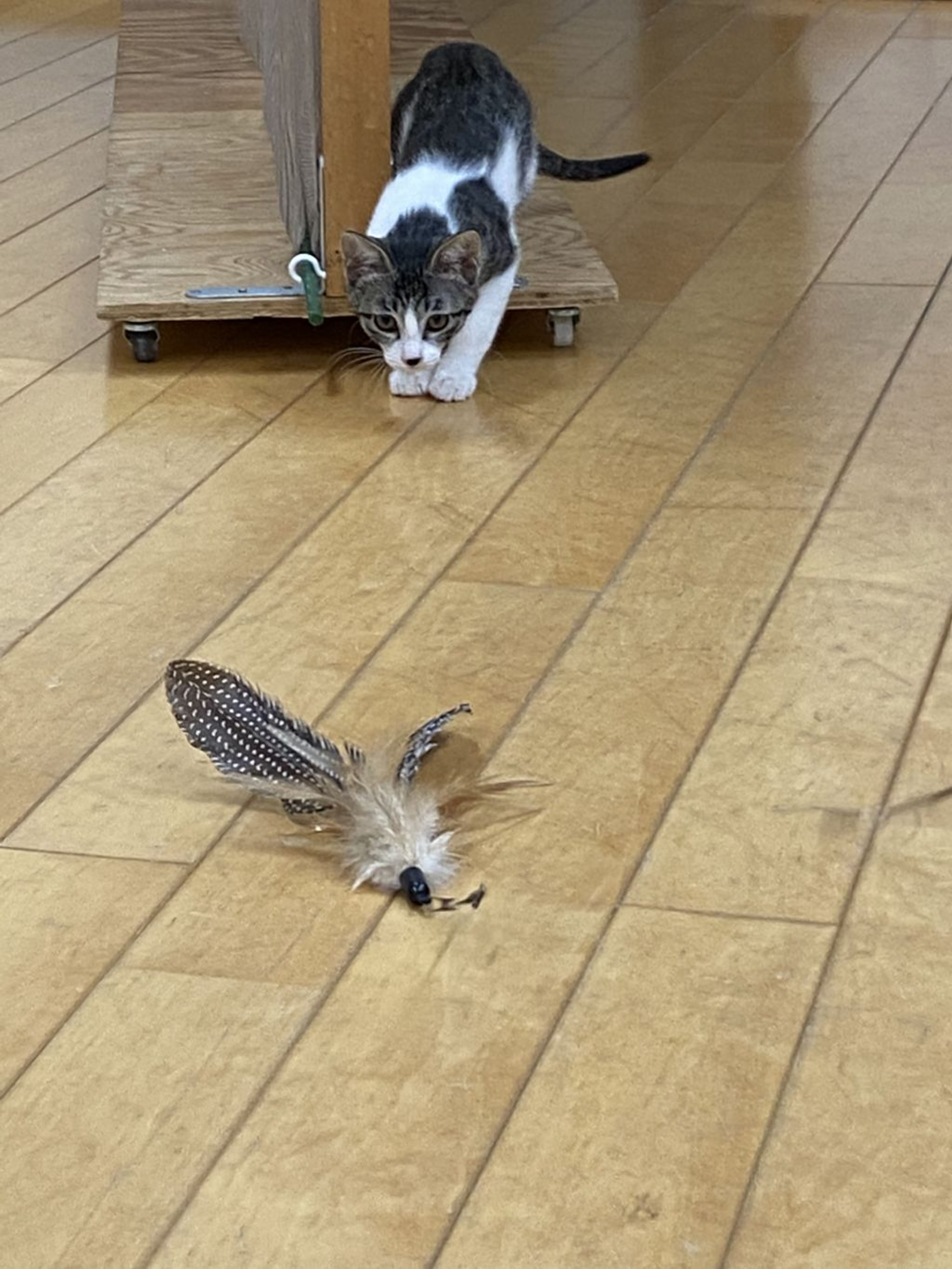 pet-image-2