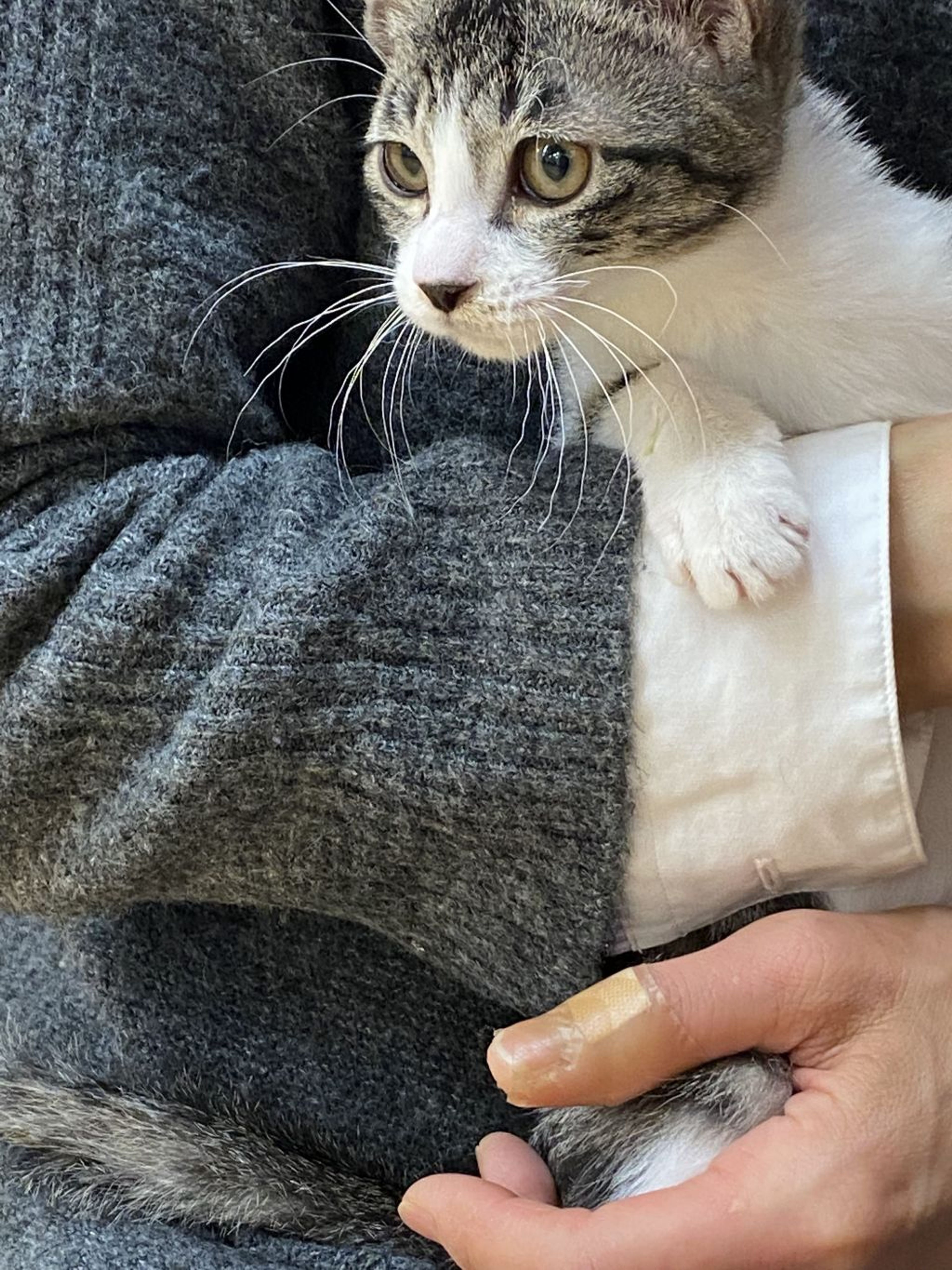 pet-image-4