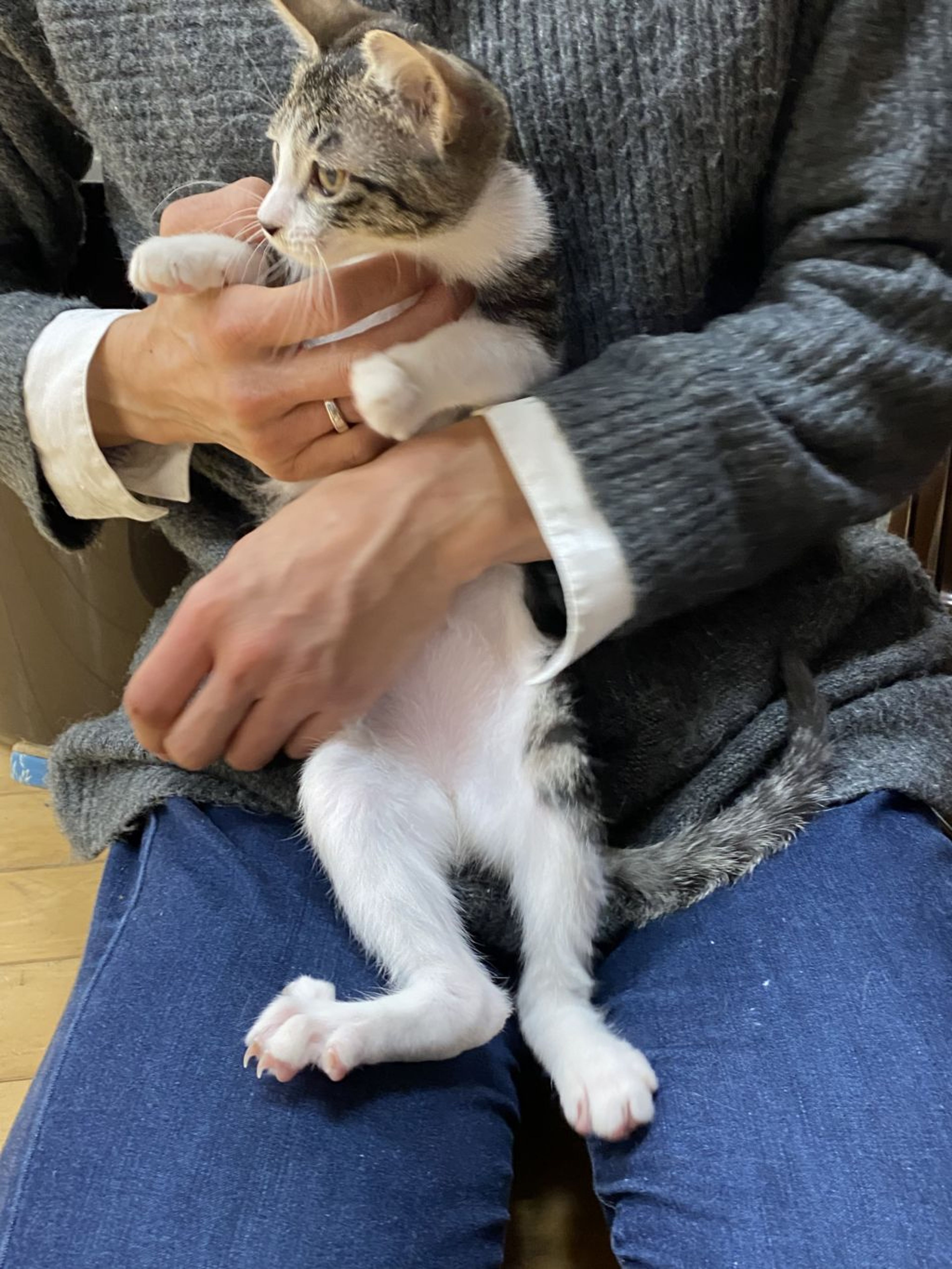 pet-image-5