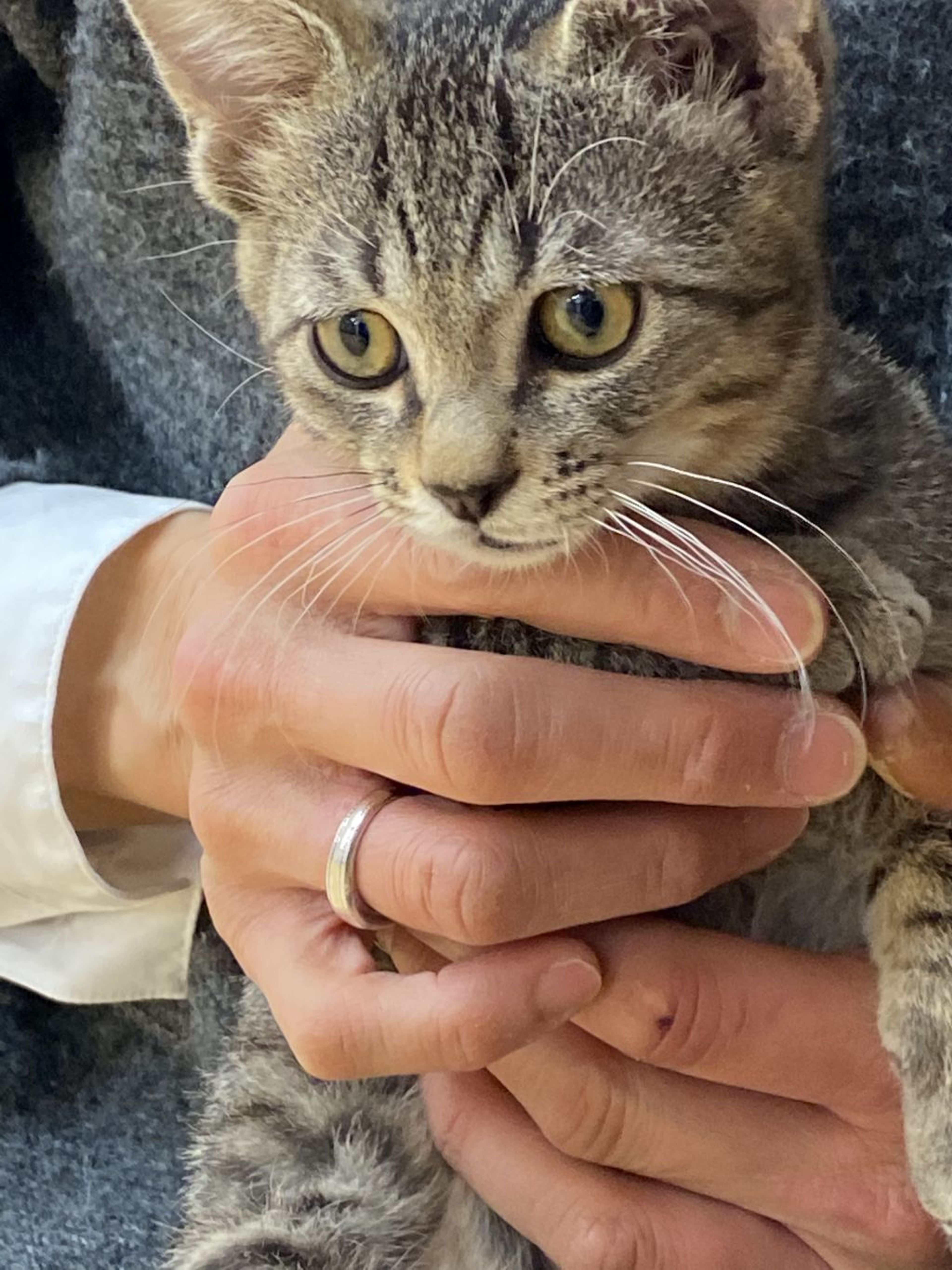 雑種（ミックス猫）・オスの里親募集の写真