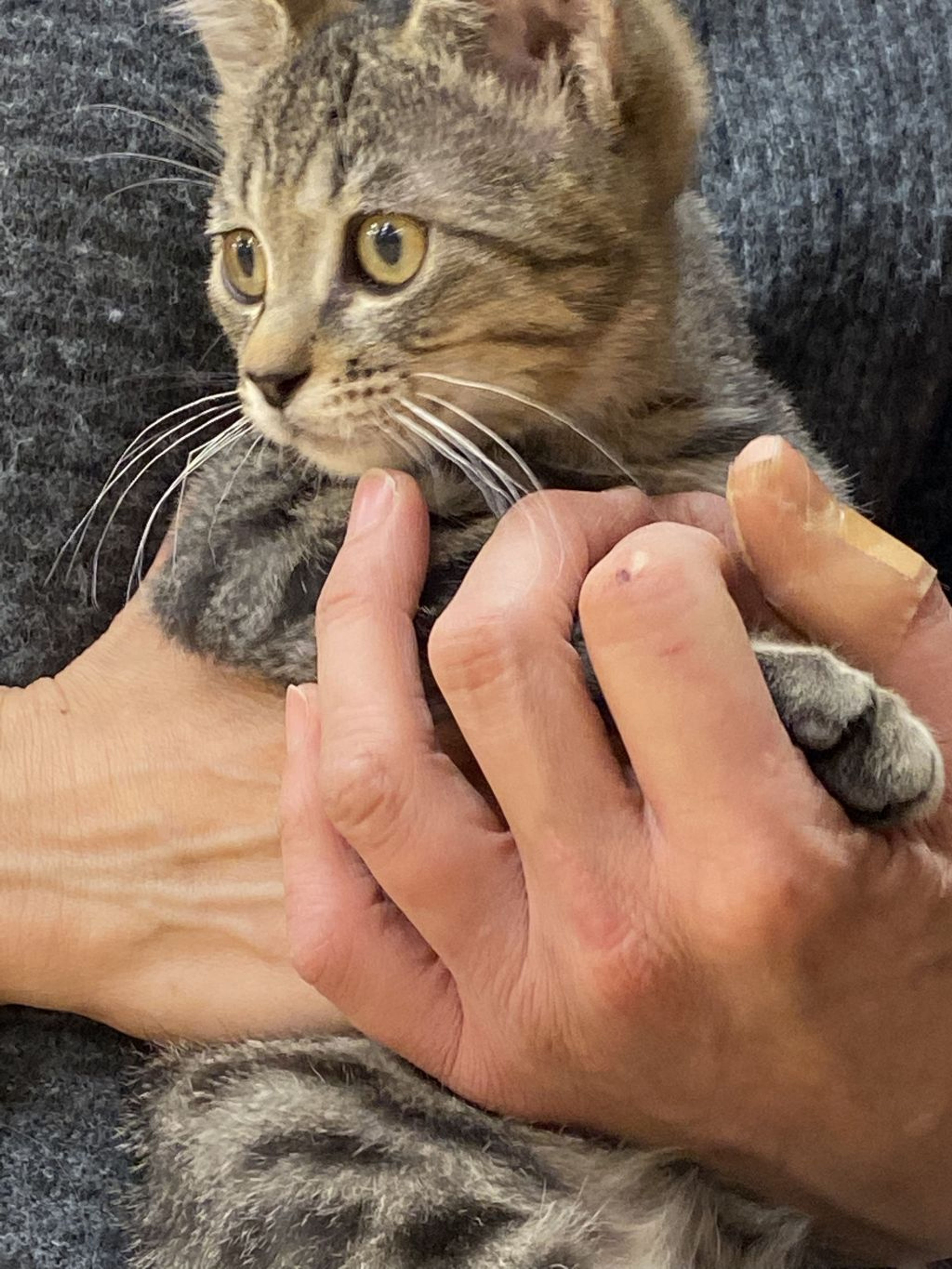 pet-image-2
