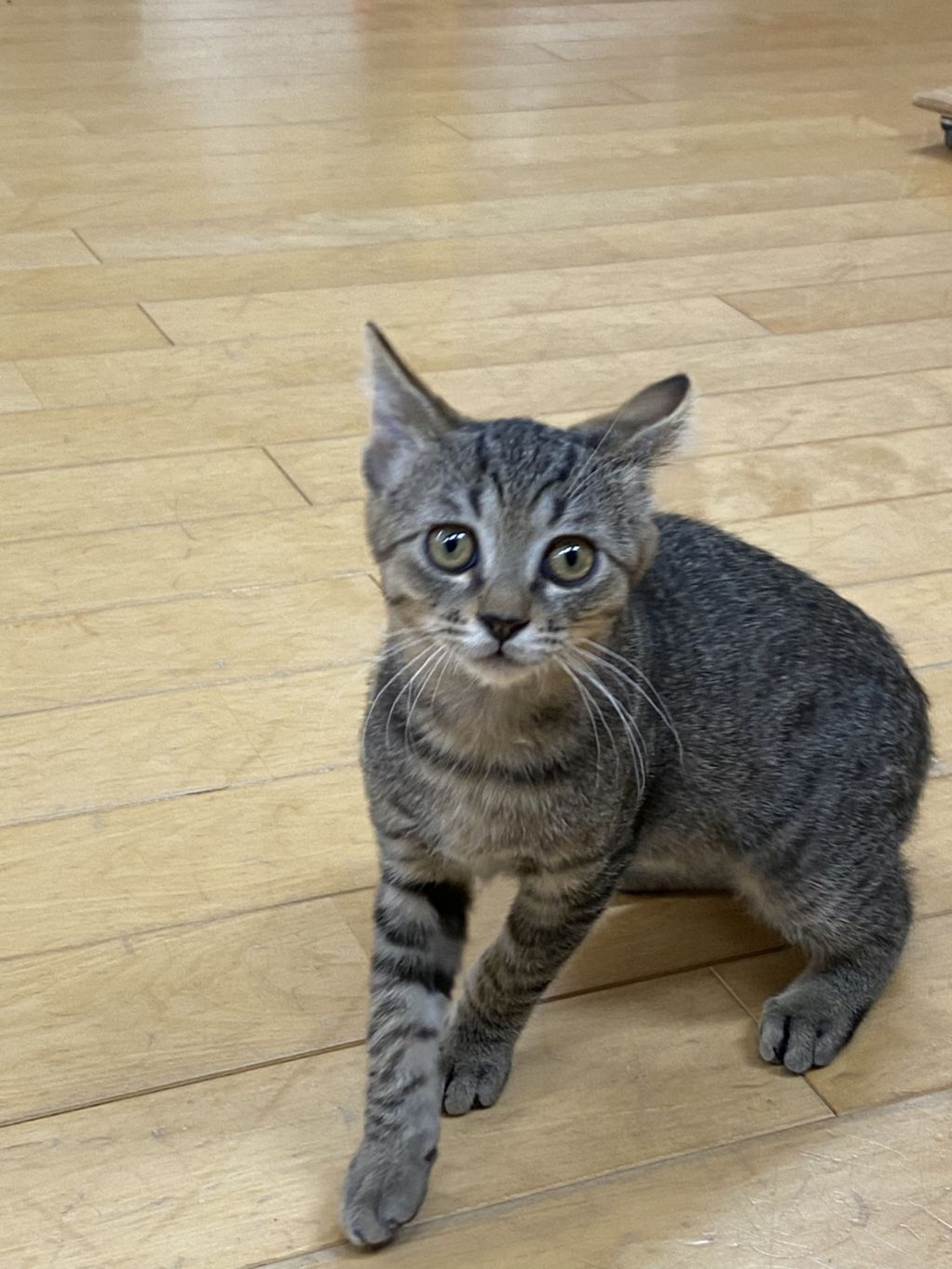pet-image-3